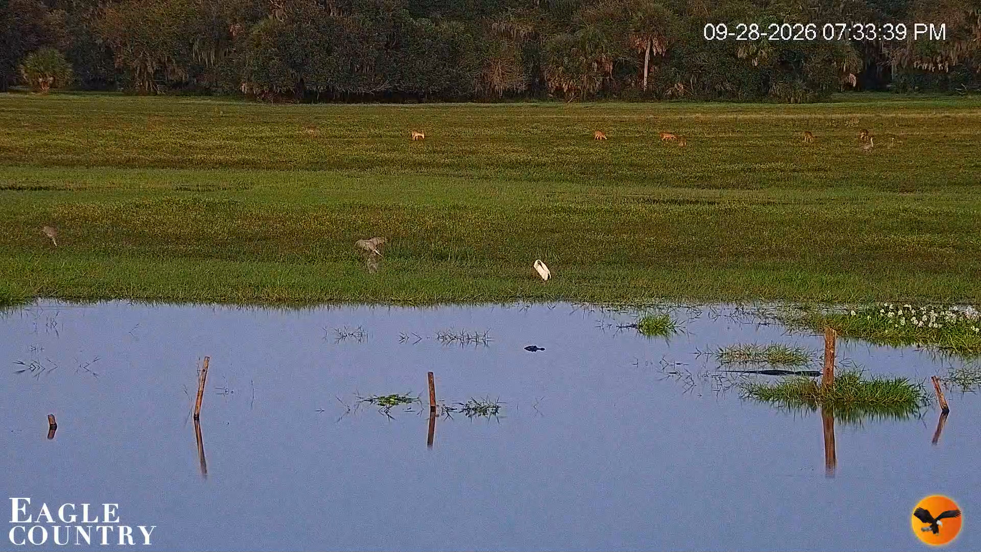 Snapshot of Southwest Florida River Wildlife Live Cams taken Sep 28, 2026, 7:34pm EDT