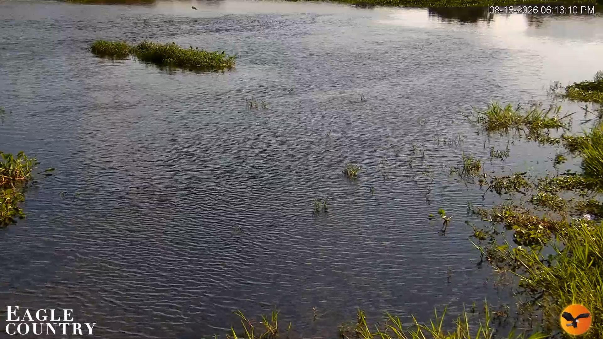 Snapshot of Southwest Florida River Wildlife Live Cams taken Aug 16, 2026, 6:13pm EDT