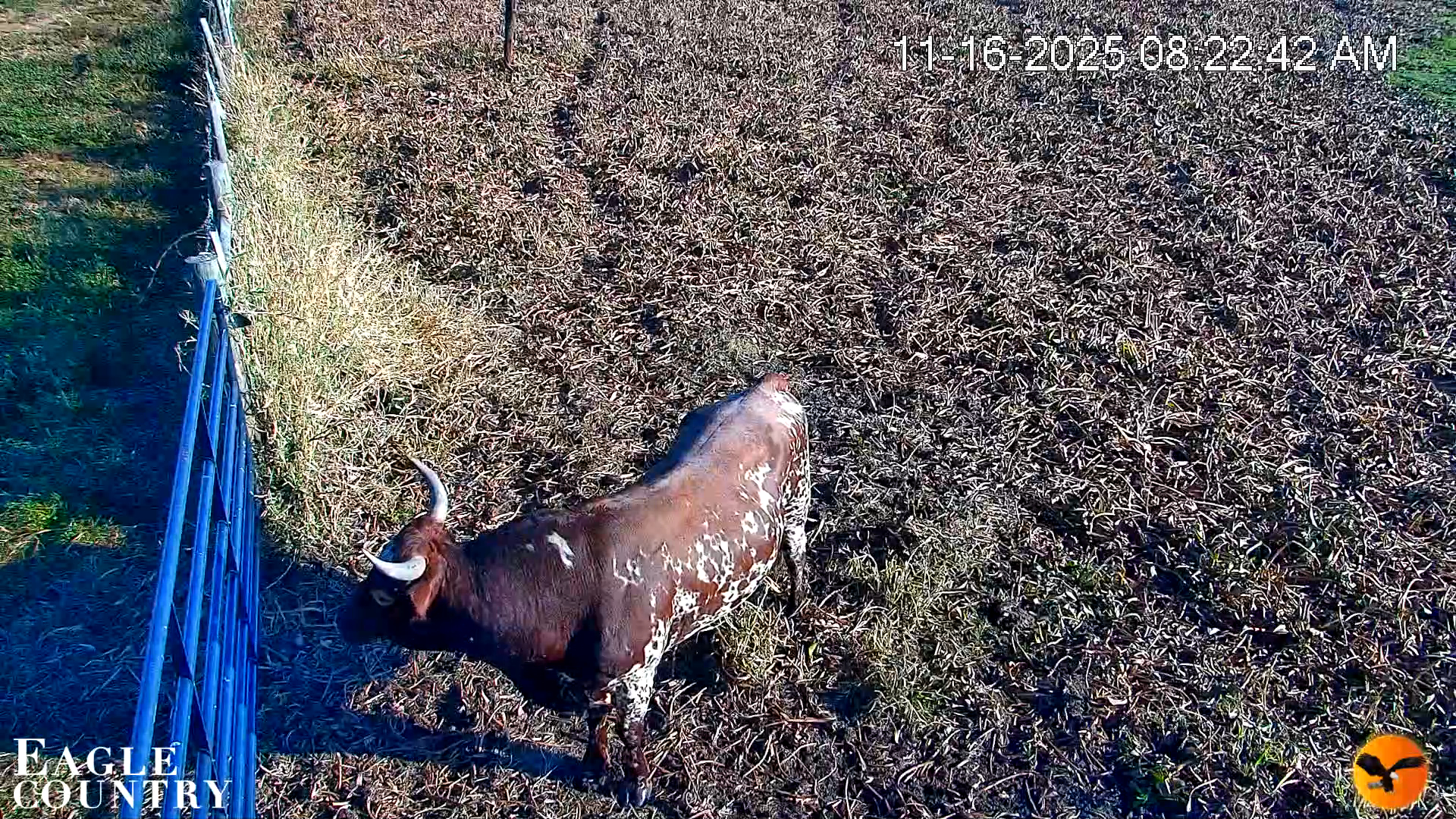 Snapshot of Southwest Florida River Wildlife Live Cams taken Nov 16, 2025, 8:23am EST