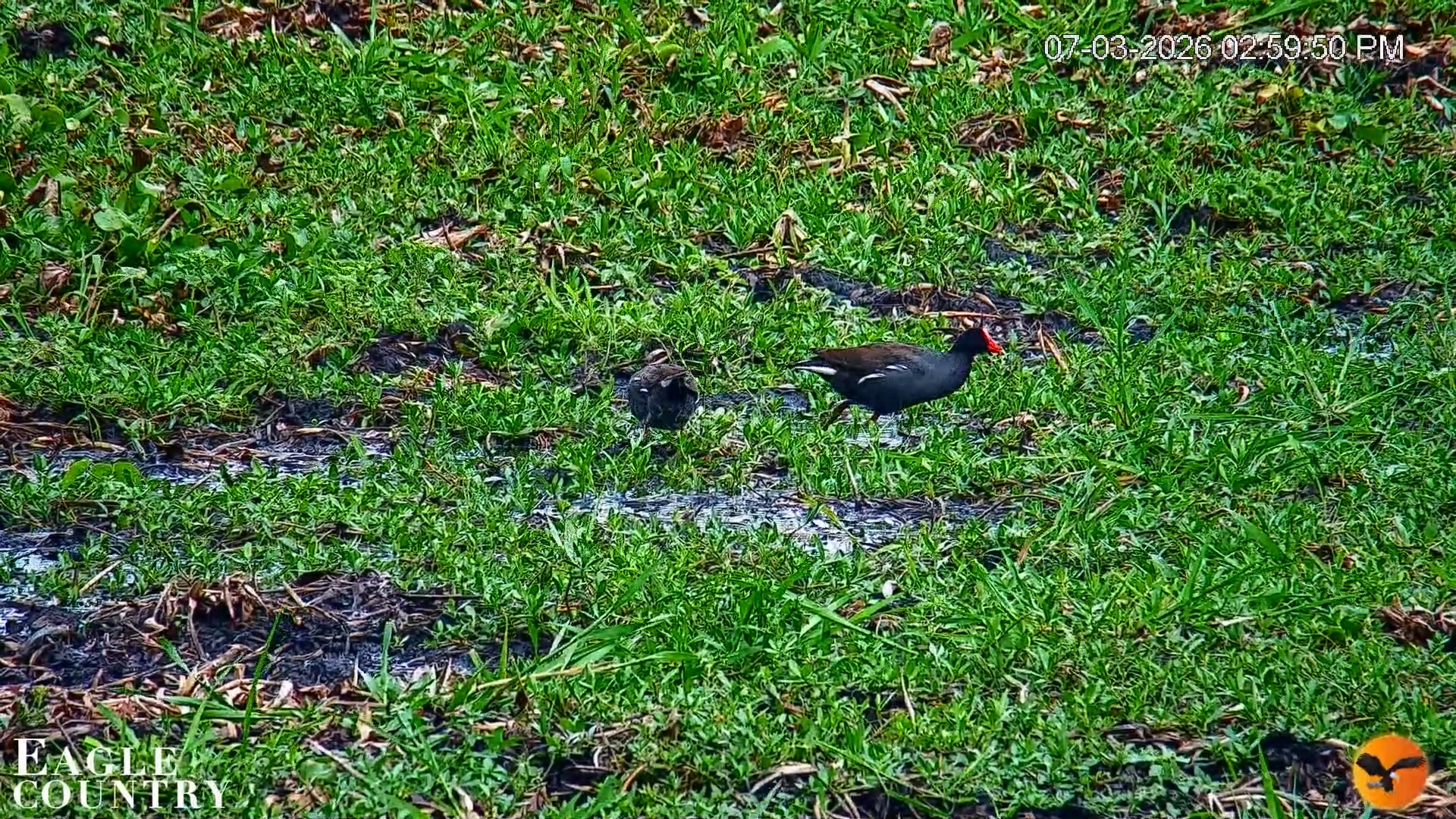 Snapshot of Southwest Florida River Wildlife Live Cams taken Jul 3, 2026, 3:00pm EDT