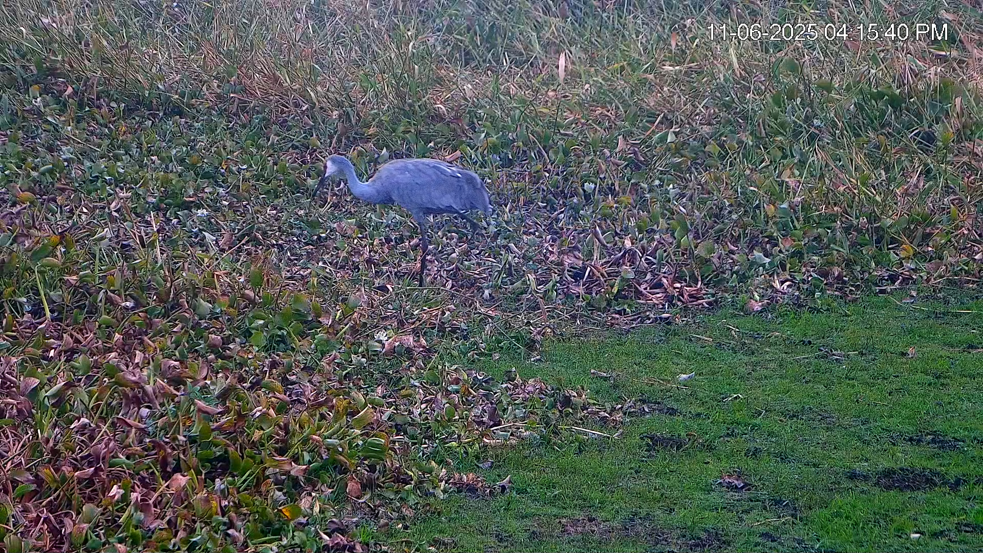 Snapshot of Southwest Florida River Wildlife Live Cams taken Nov 6, 2025, 5:15pm EST