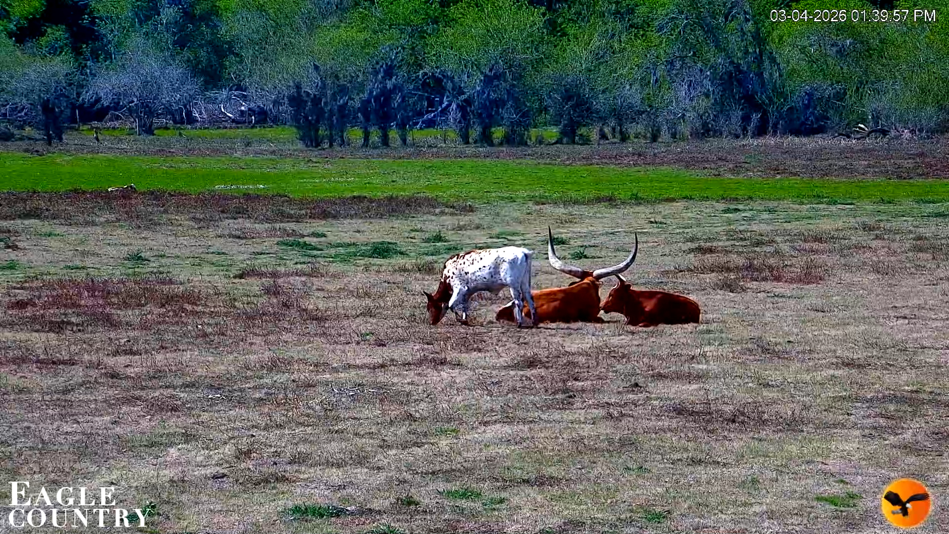 Snapshot of Southwest Florida River Wildlife Live Cams taken Mar 4, 2026, 1:40pm EST