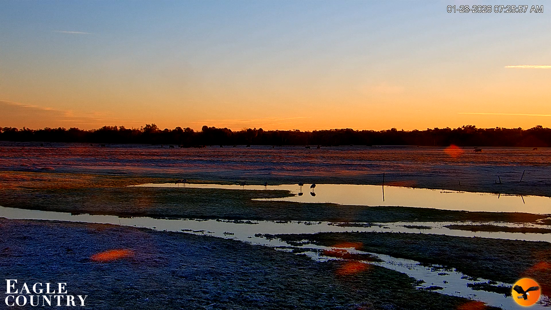 Snapshot of Southwest Florida River Wildlife Live Cams taken Jan 28, 2026, 7:27am EST