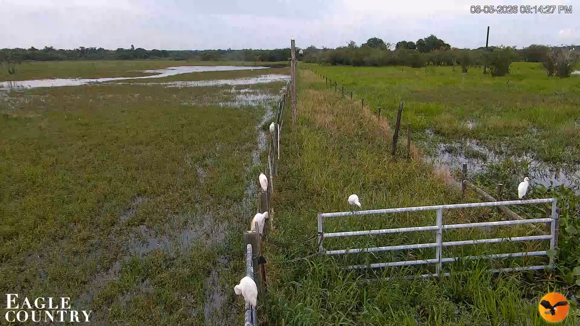 Snapshot of Southwest Florida River Wildlife Live Cams taken Aug 5, 2026, 5:14pm EDT