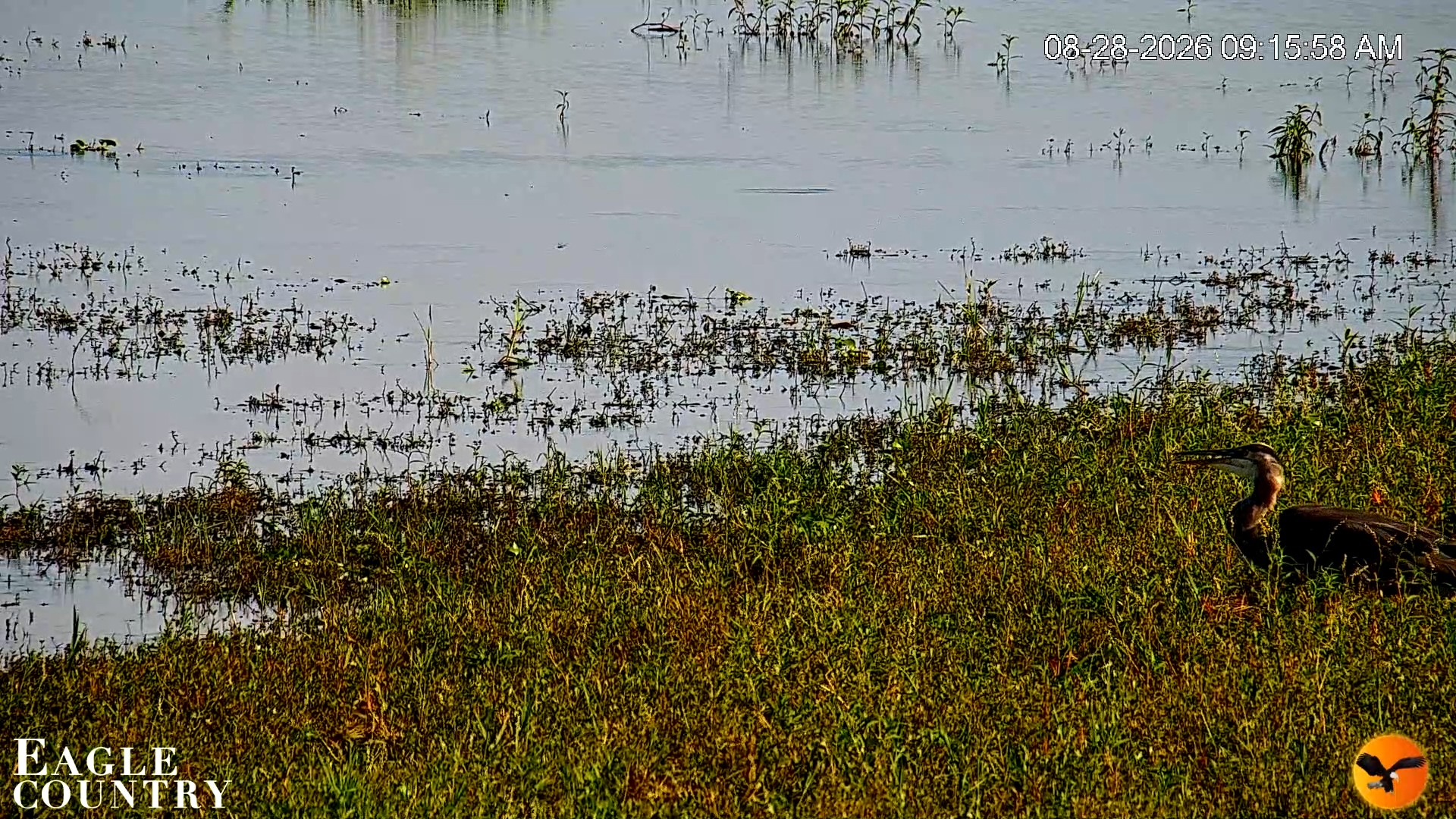Snapshot of Southwest Florida River Wildlife Live Cams taken Aug 28, 2026, 9:17am EDT