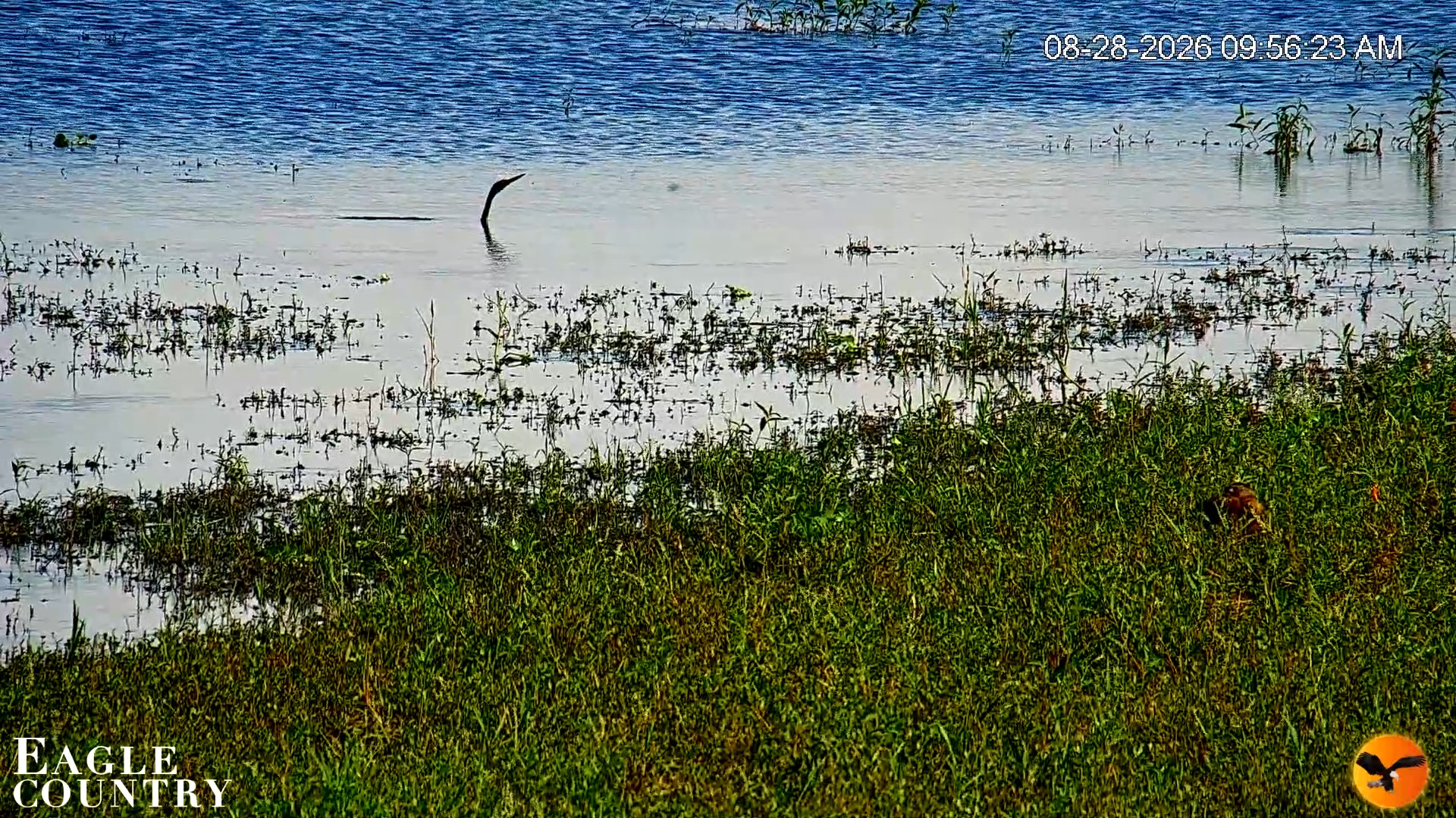 Snapshot of Southwest Florida River Wildlife Live Cams taken Aug 28, 2026, 9:57am EDT