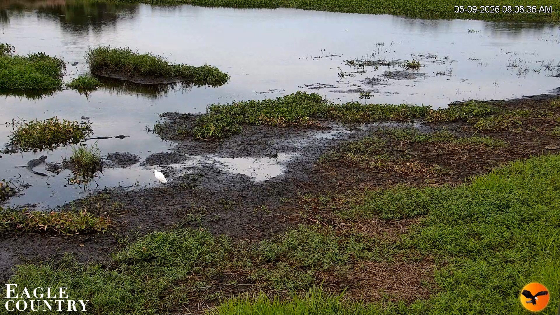 Snapshot of Southwest Florida River Wildlife Live Cams taken Jun 9, 2026, 8:09am EDT