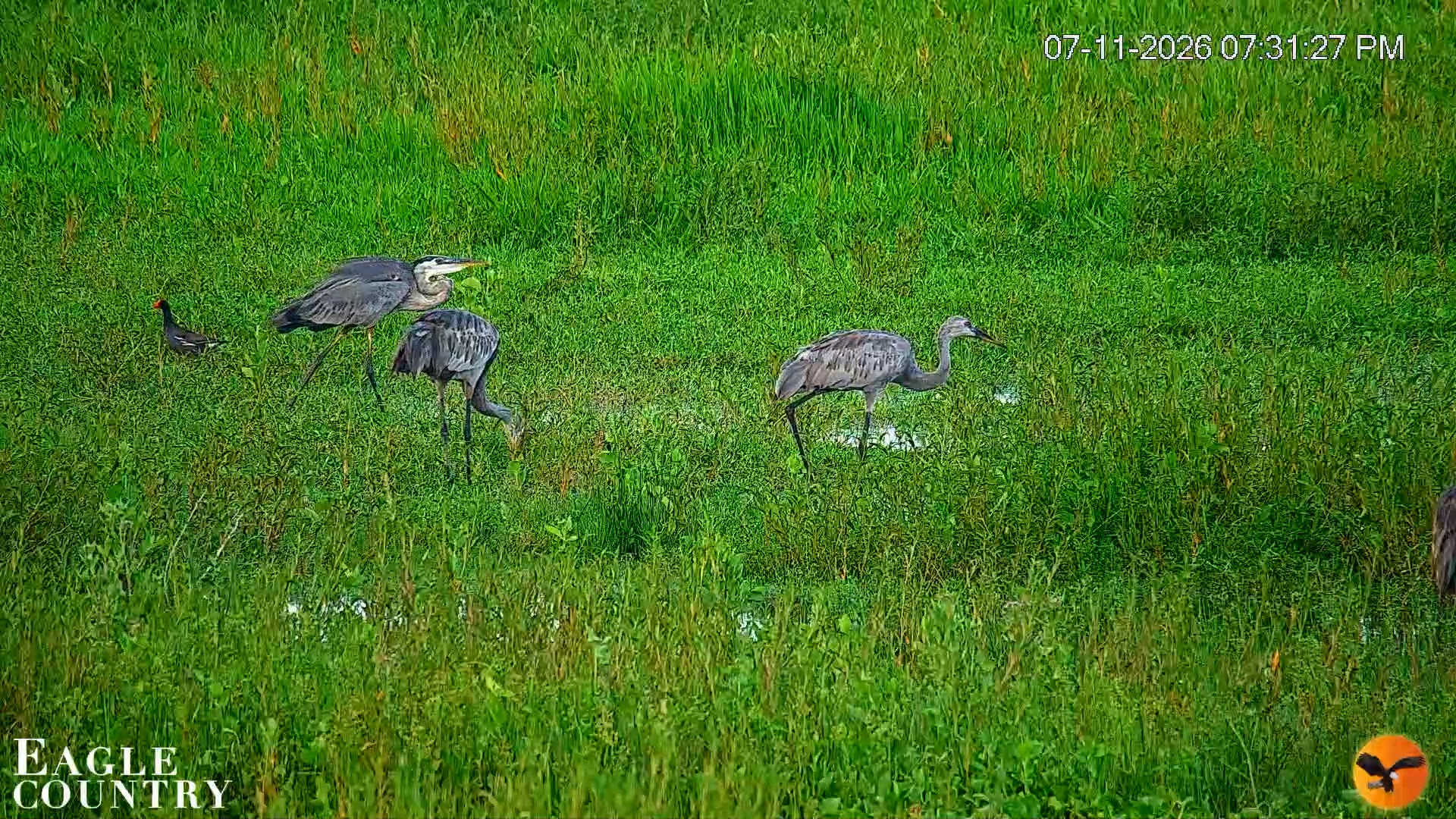 Snapshot of Southwest Florida River Wildlife Live Cams taken Jul 11, 2026, 7:32pm EDT