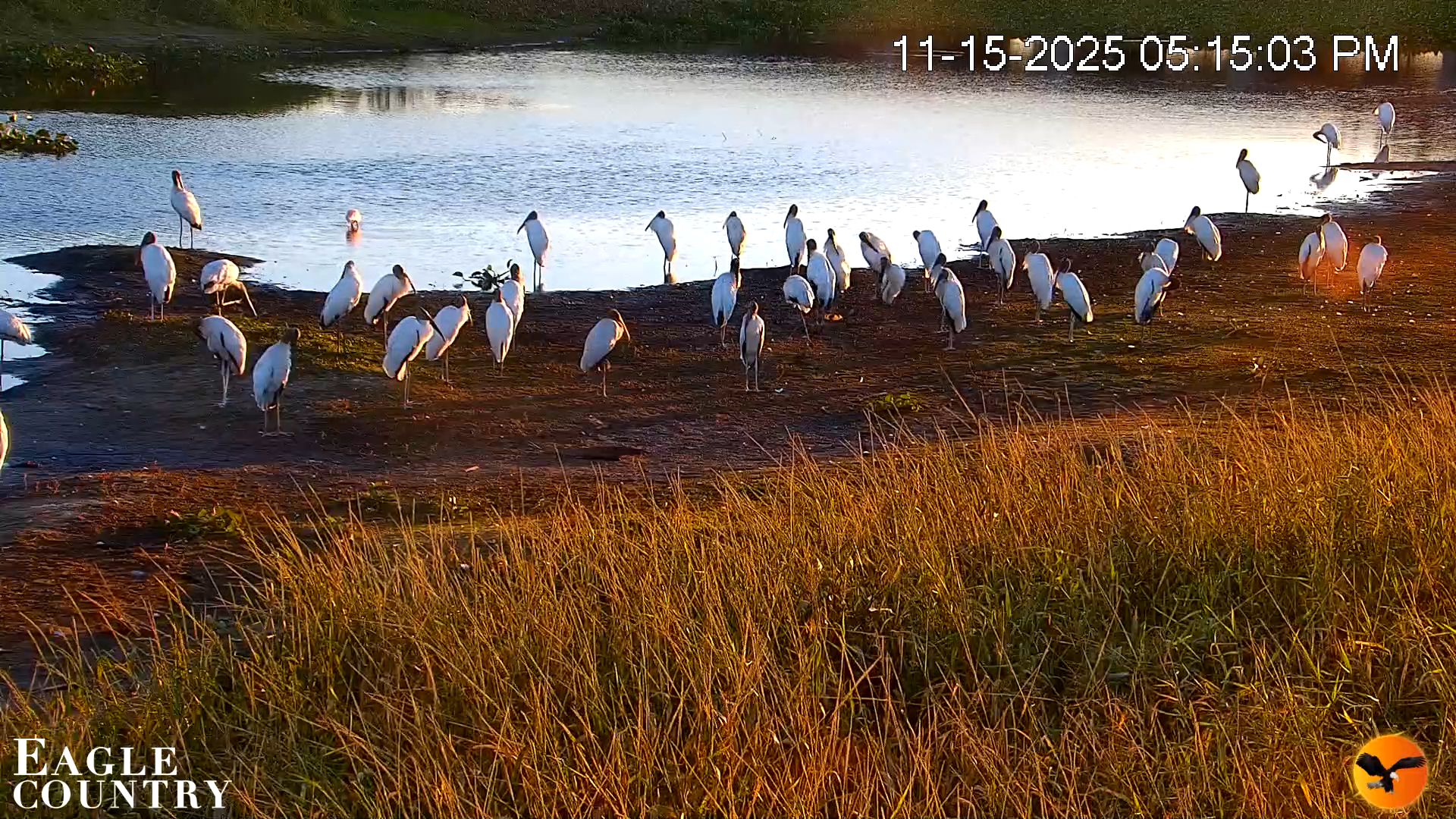 Snapshot of Southwest Florida River Wildlife Live Cams taken Nov 15, 2025, 5:16pm EST