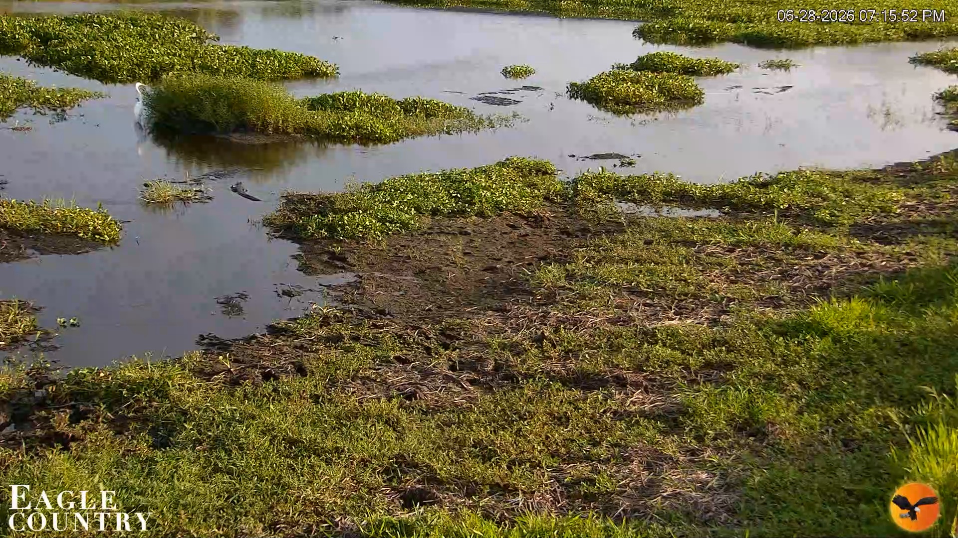 Snapshot of Southwest Florida River Wildlife Live Cams taken Jun 28, 2026, 7:16pm EDT
