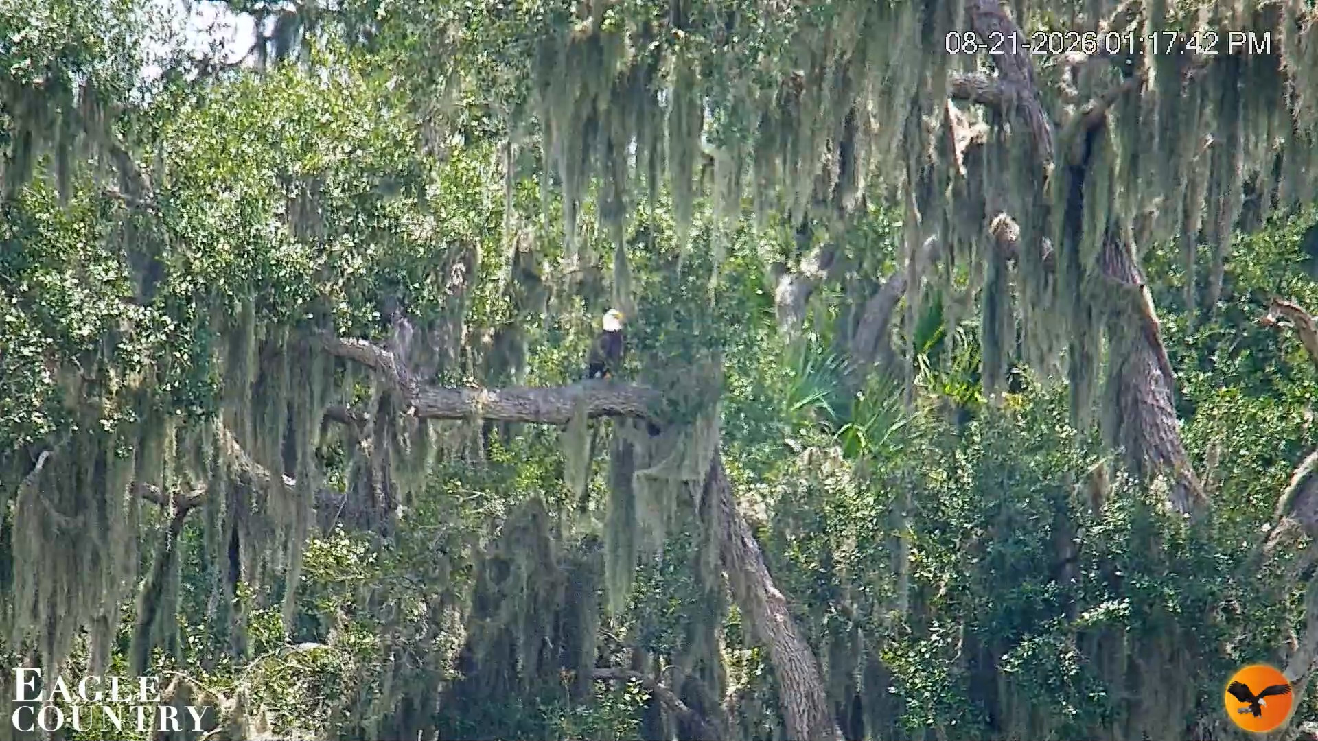 Snapshot of Southwest Florida River Wildlife Live Cams taken Aug 21, 2026, 1:18pm EDT