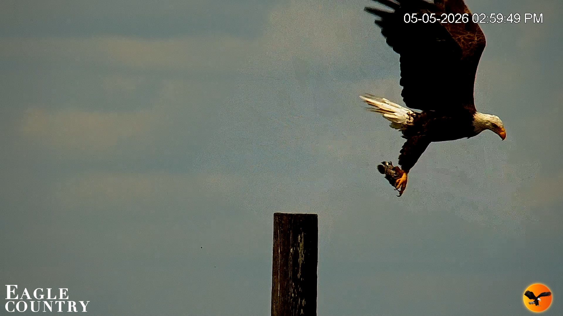 Snapshot of Southwest Florida River Wildlife Live Cams taken May 5, 2026, 5:39pm EDT