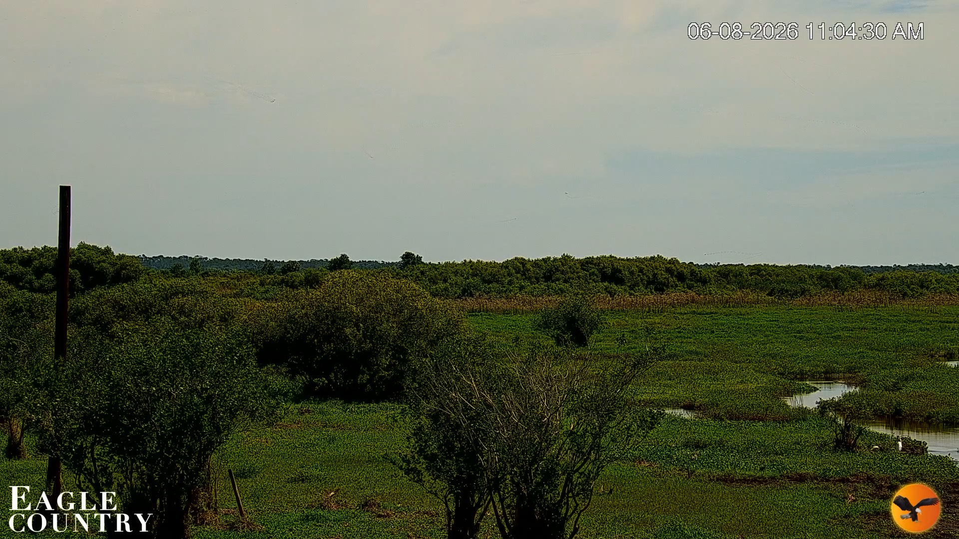 Snapshot of Southwest Florida River Wildlife Live Cams taken Jun 8, 2026, 11:05am EDT