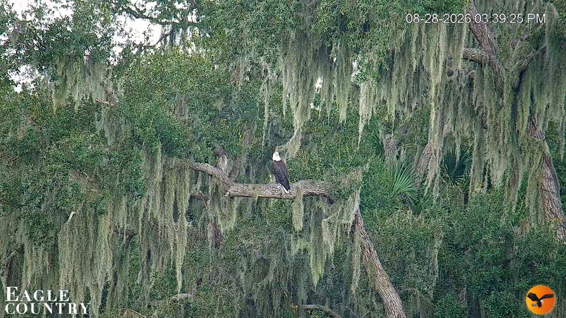Snapshot of Southwest Florida River Wildlife Live Cams taken Aug 28, 2026, 4:45pm EDT