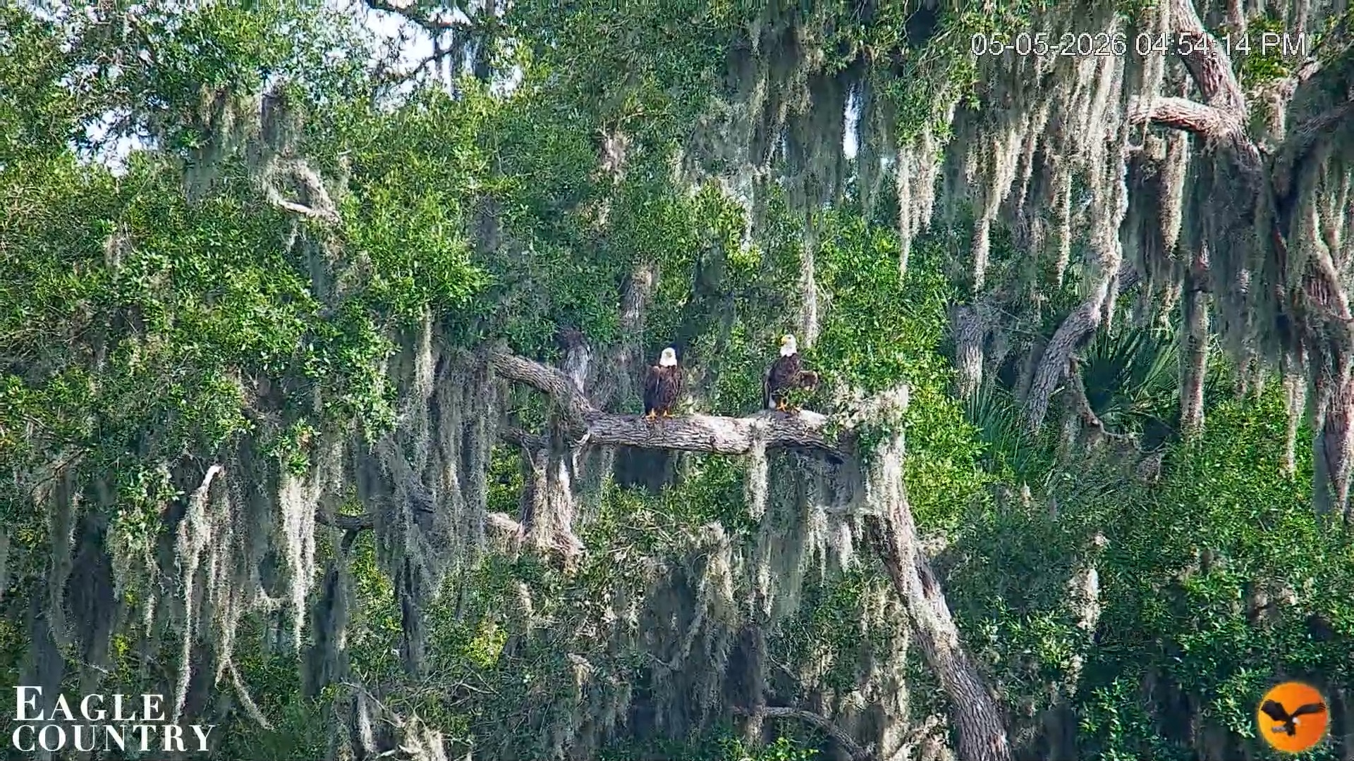 Snapshot of Southwest Florida River Wildlife Live Cams taken May 5, 2026, 4:55pm EDT