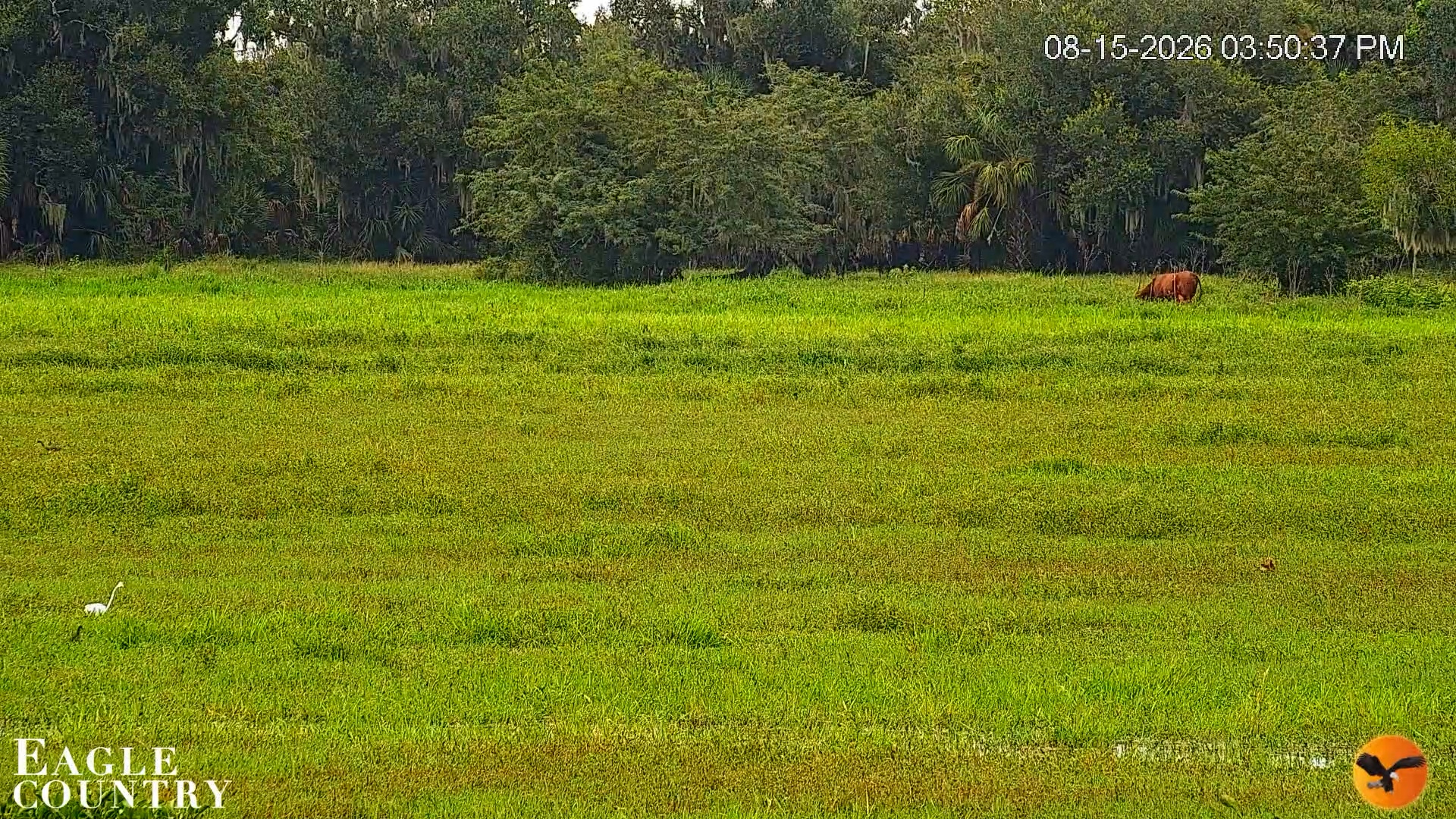 Snapshot of Southwest Florida River Wildlife Live Cams taken Aug 15, 2026, 5:50pm EDT