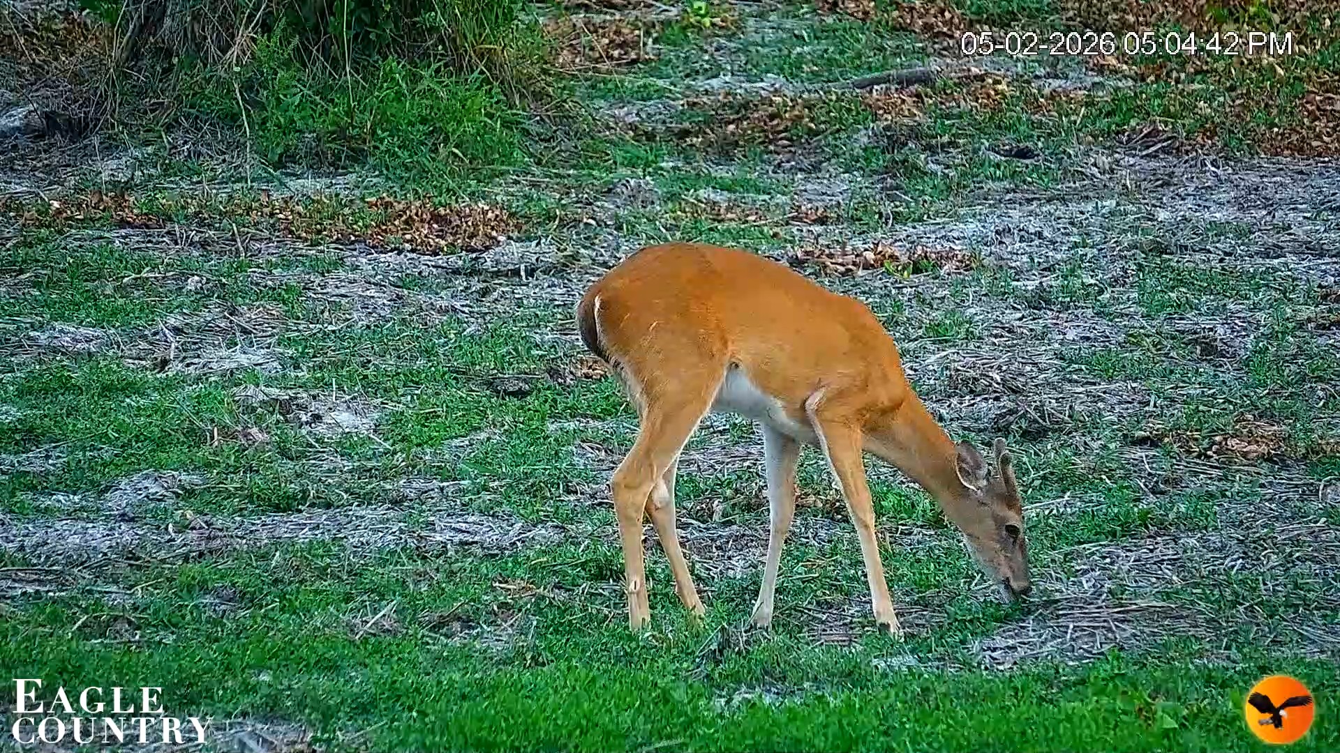 Snapshot of Southwest Florida River Wildlife Live Cams taken May 2, 2026, 7:49pm EDT