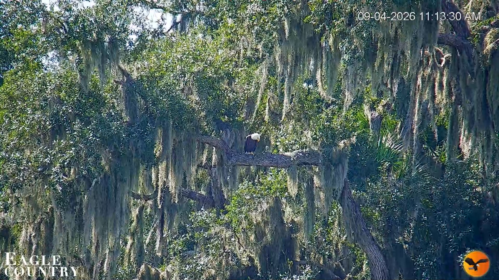 Snapshot of Southwest Florida River Wildlife Live Cams taken Sep 4, 2026, 11:14am EDT