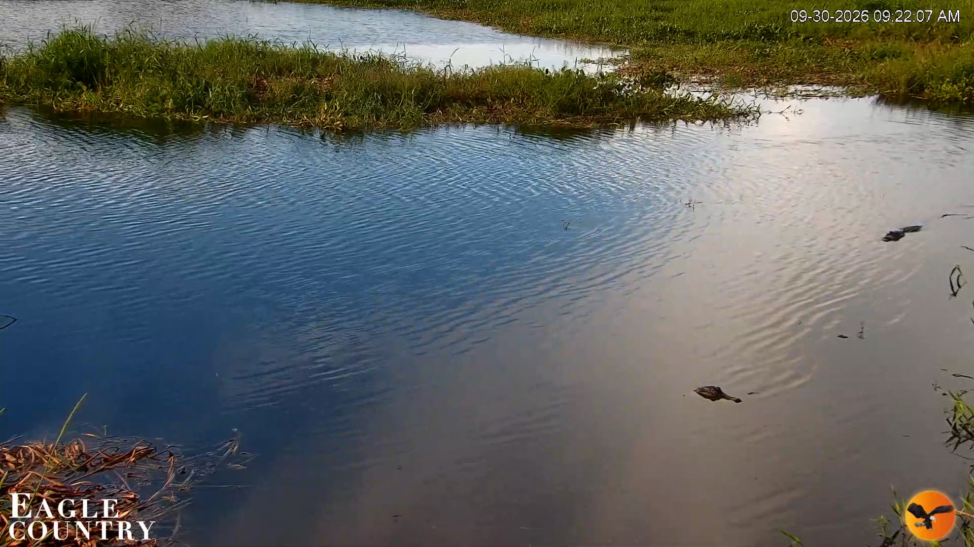 Snapshot of Southwest Florida River Wildlife Live Cams taken Sep 30, 2026, 9:22am EDT