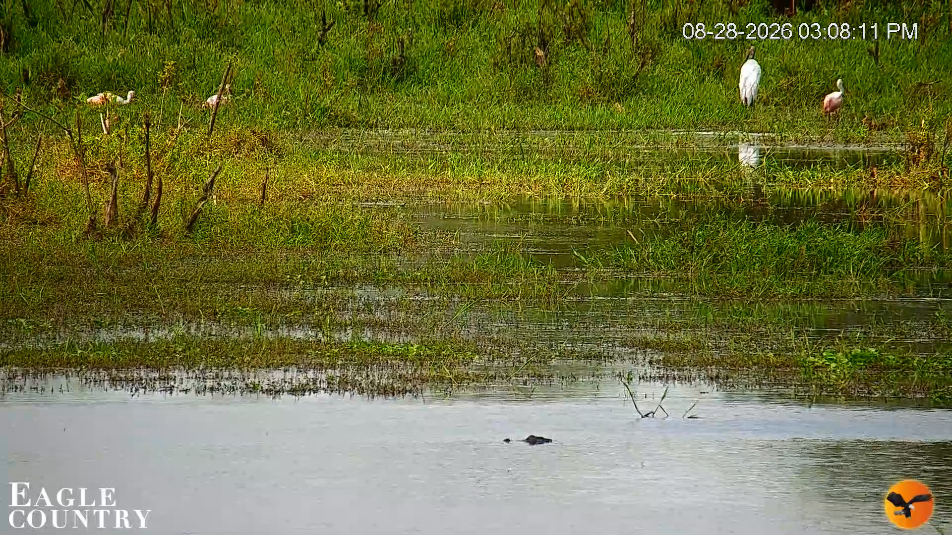 Snapshot of Southwest Florida River Wildlife Live Cams taken Aug 28, 2026, 3:09pm EDT
