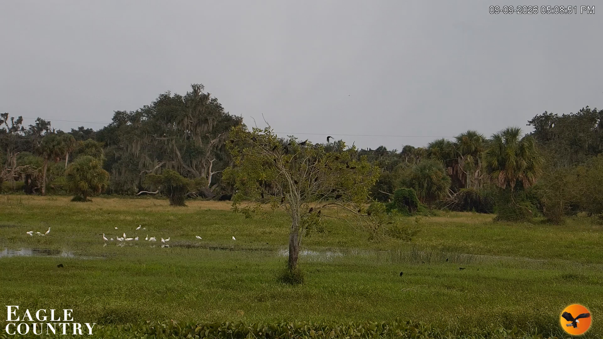 Snapshot of Southwest Florida River Wildlife Live Cams taken Sep 9, 2026, 5:09pm EDT