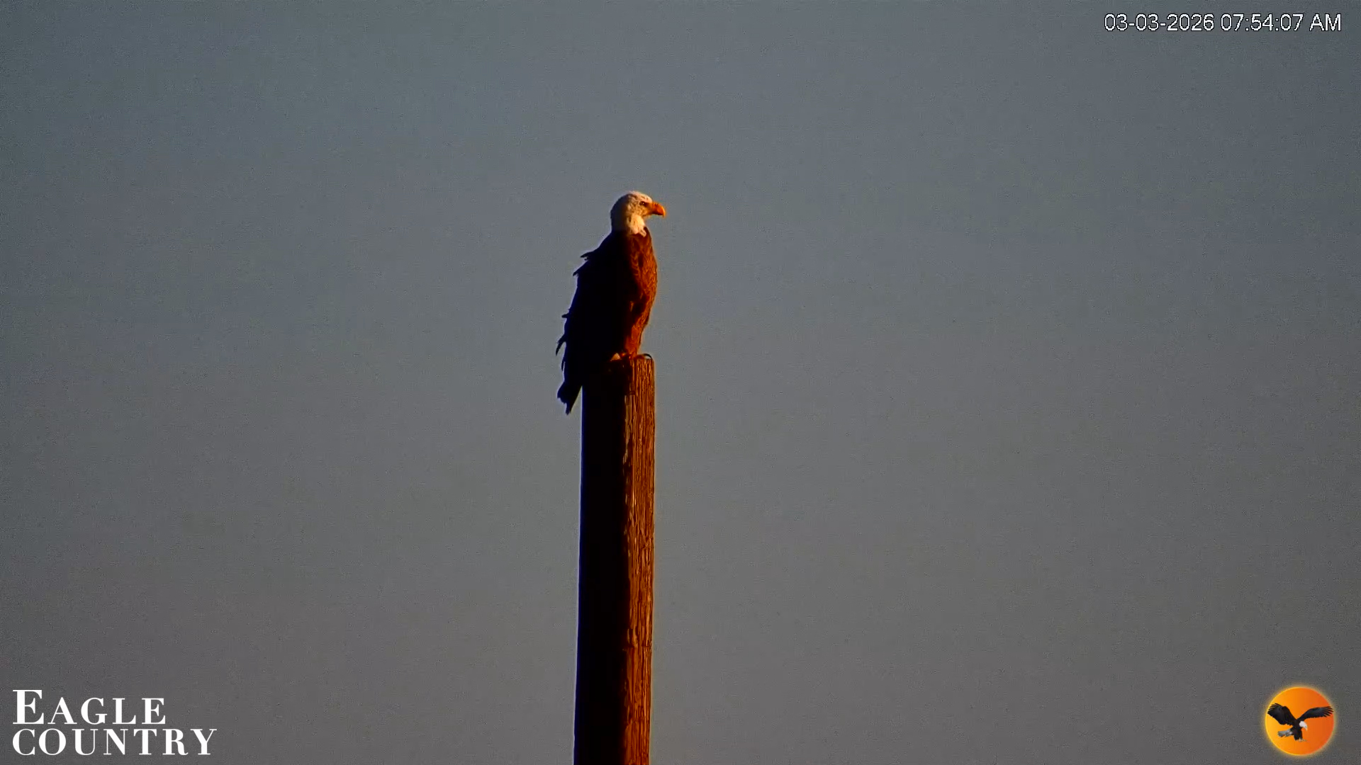 Snapshot of Southwest Florida River Wildlife Live Cams taken Mar 3, 2026, 7:54am EST