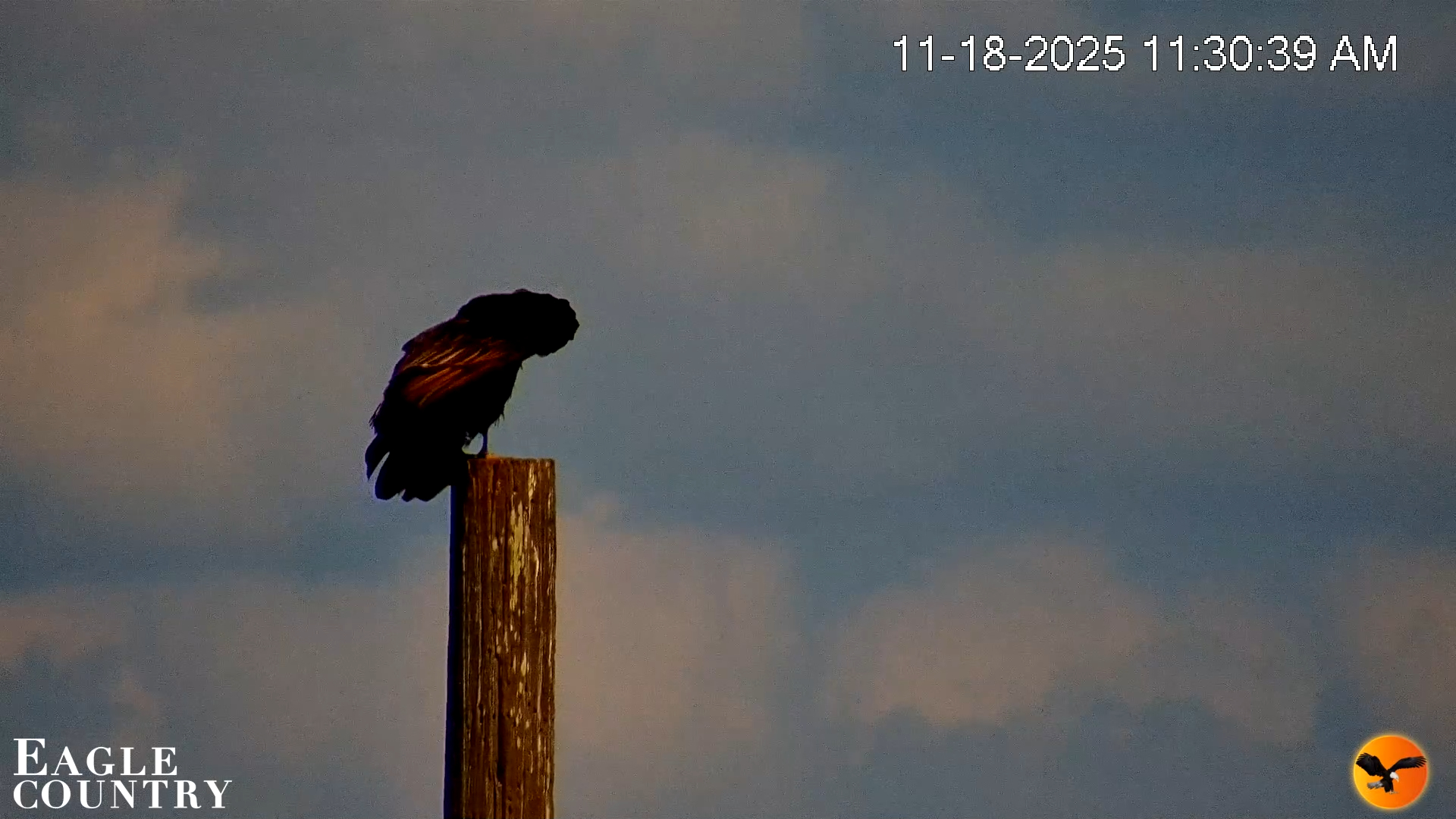 Snapshot of Southwest Florida River Wildlife Live Cams taken Nov 18, 2025, 11:32am EST