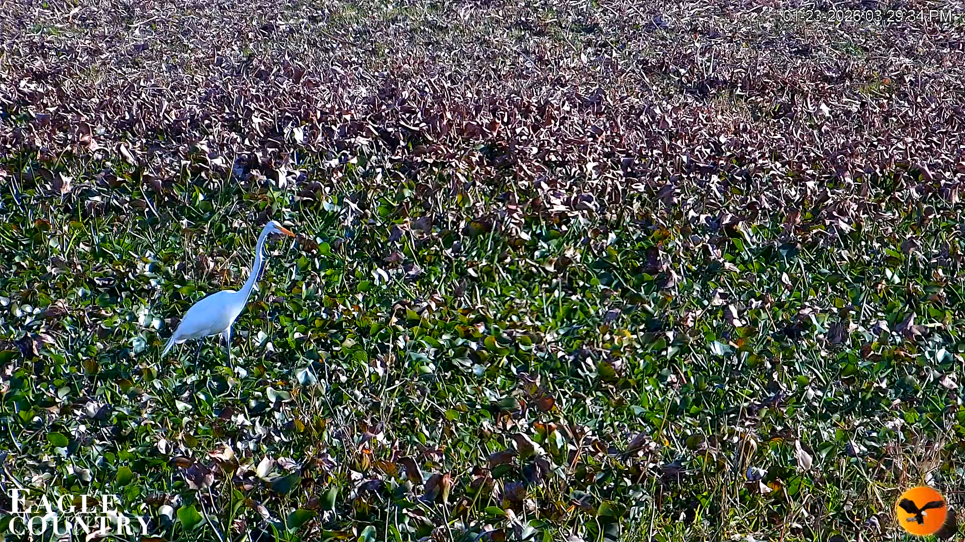Snapshot of Southwest Florida River Wildlife Live Cams taken Jan 23, 2026, 3:30pm EST