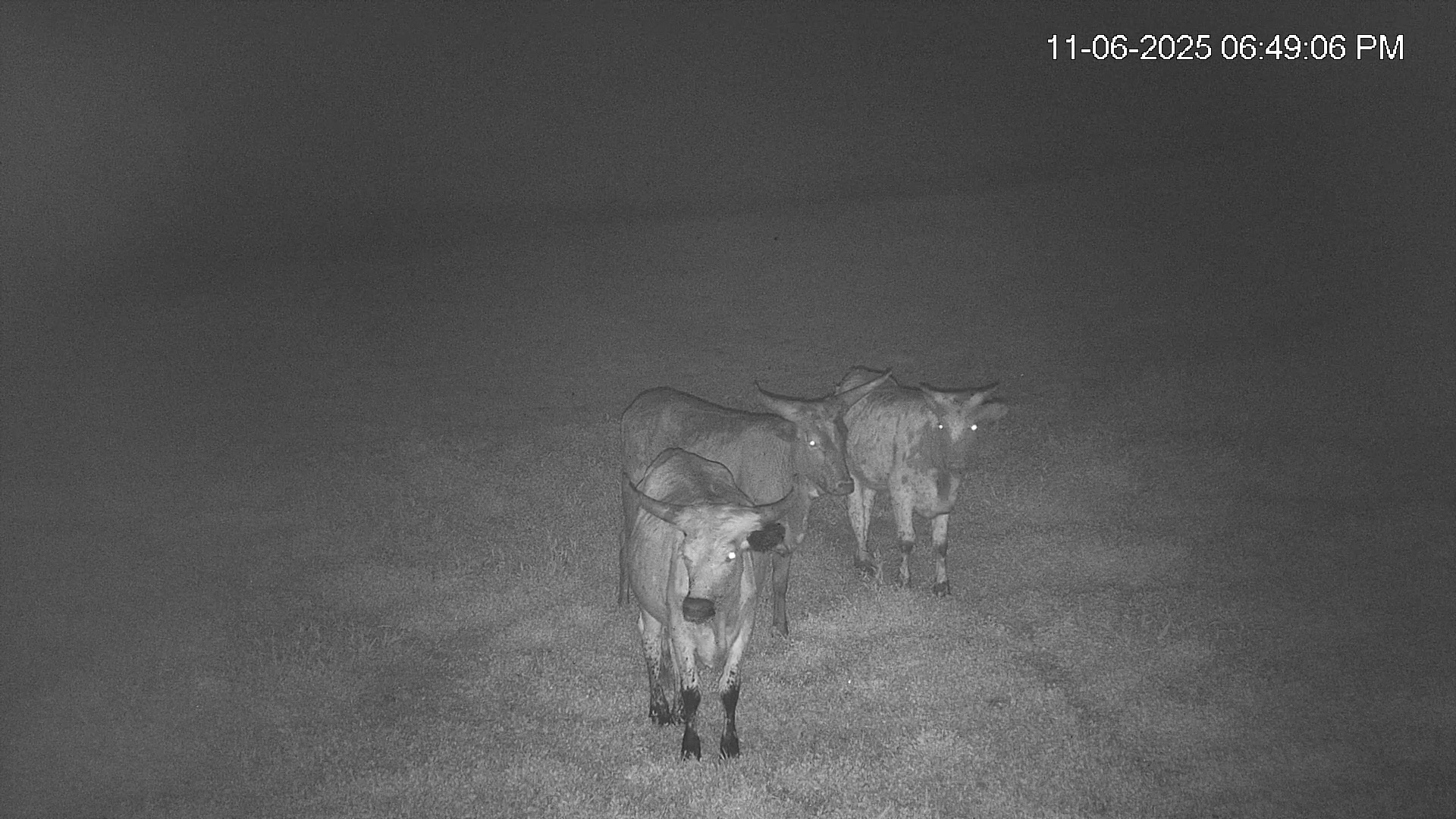 Snapshot of Southwest Florida River Wildlife Live Cams taken Nov 6, 2025, 8:25pm EST