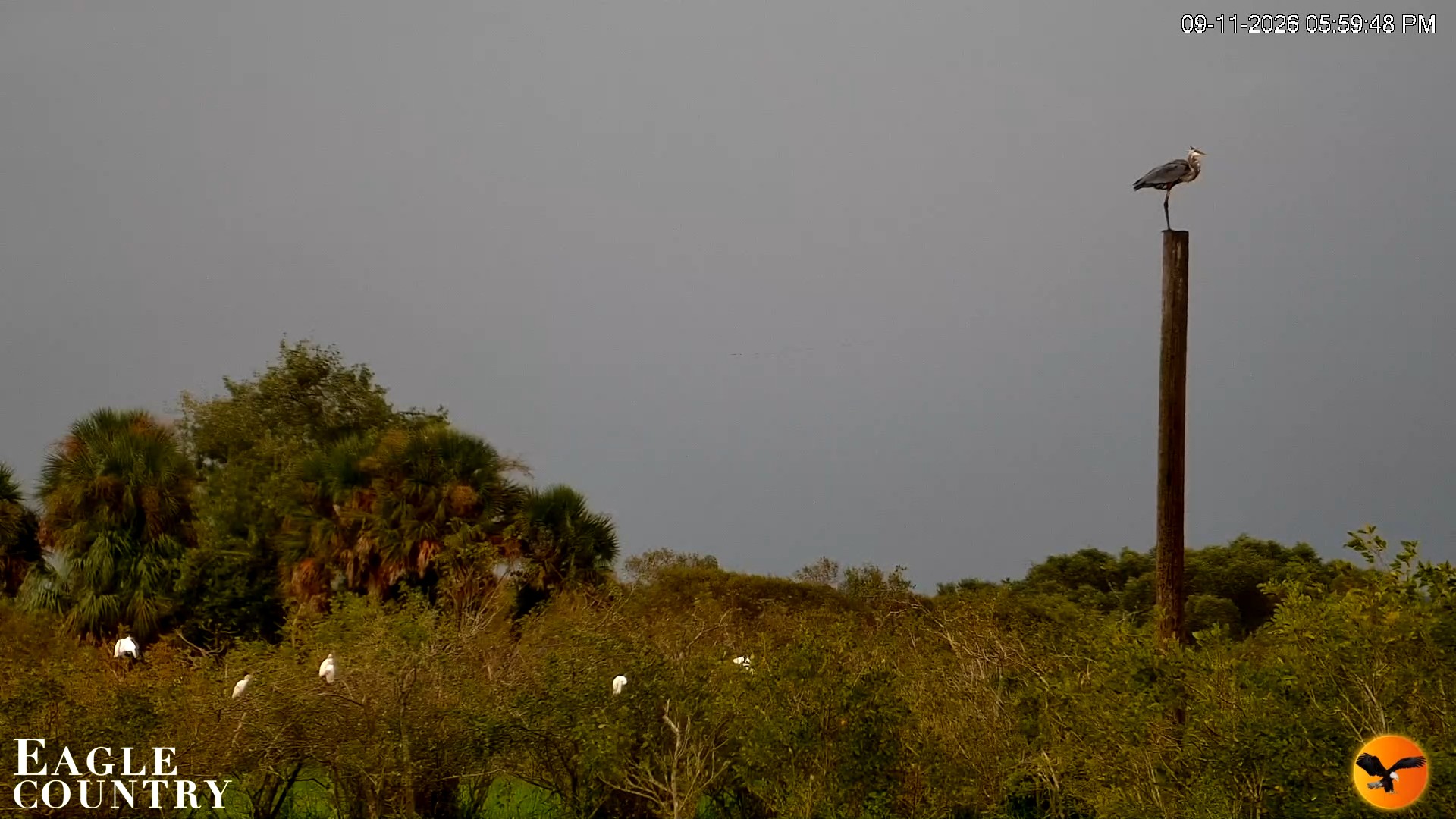 Snapshot of Southwest Florida River Wildlife Live Cams taken Sep 11, 2026, 6:35pm EDT