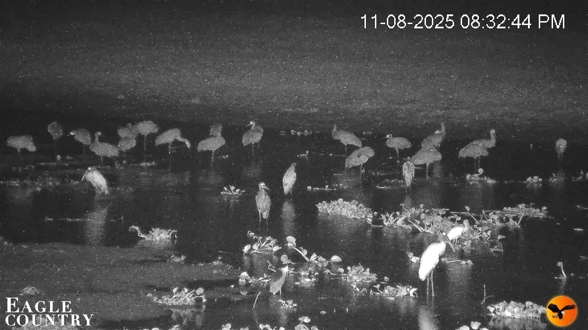 Snapshot of Southwest Florida River Wildlife Live Cams taken Nov 8, 2025, 8:33pm EST