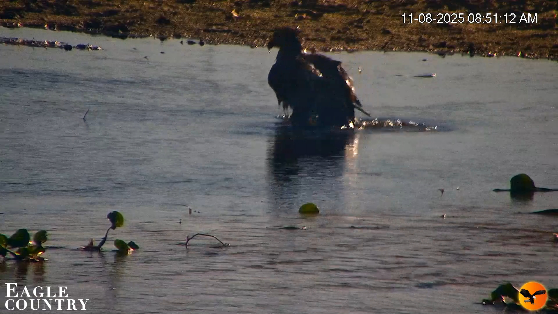 Snapshot of Southwest Florida River Wildlife Live Cams taken Nov 8, 2025, 8:52am EST