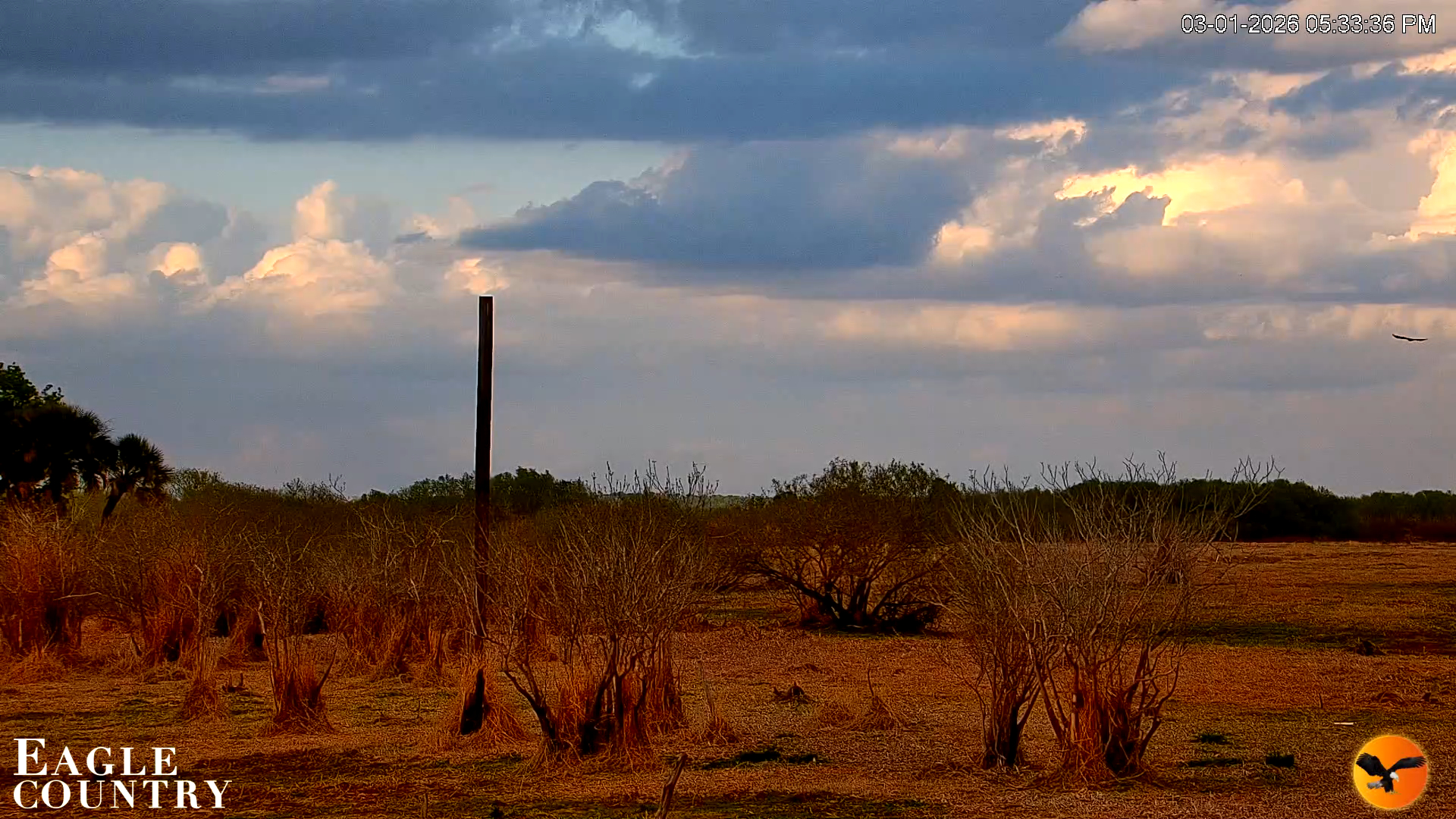 Snapshot of Southwest Florida River Wildlife Live Cams taken Mar 1, 2026, 5:34pm EST