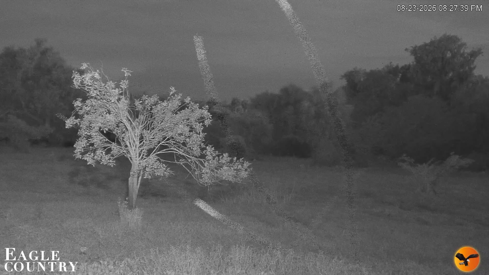 Snapshot of Southwest Florida River Wildlife Live Cams taken Aug 23, 2026, 8:28pm EDT