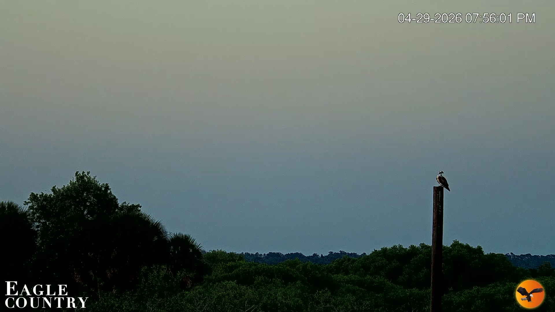 Snapshot of Southwest Florida River Wildlife Live Cams taken Apr 29, 2026, 7:56pm EDT