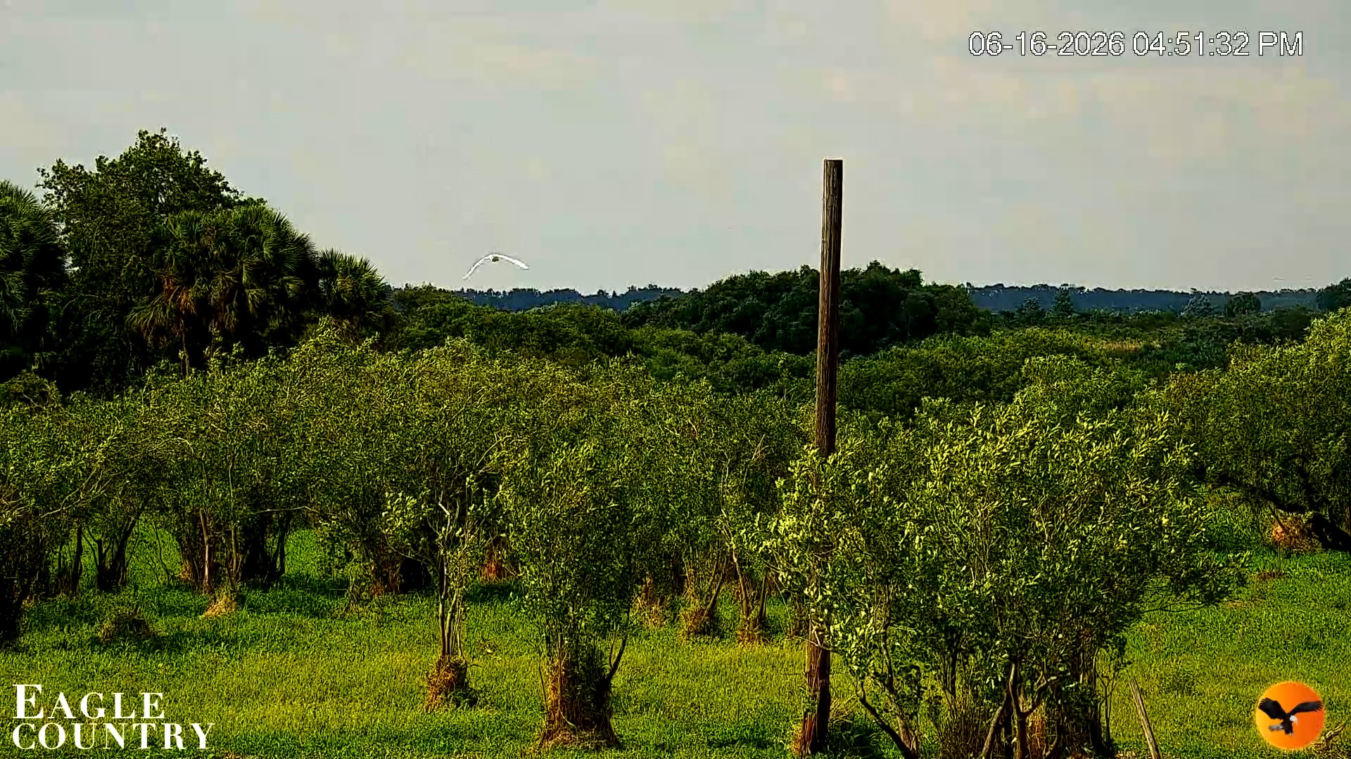 Snapshot of Southwest Florida River Wildlife Live Cams taken Jun 16, 2026, 4:52pm EDT