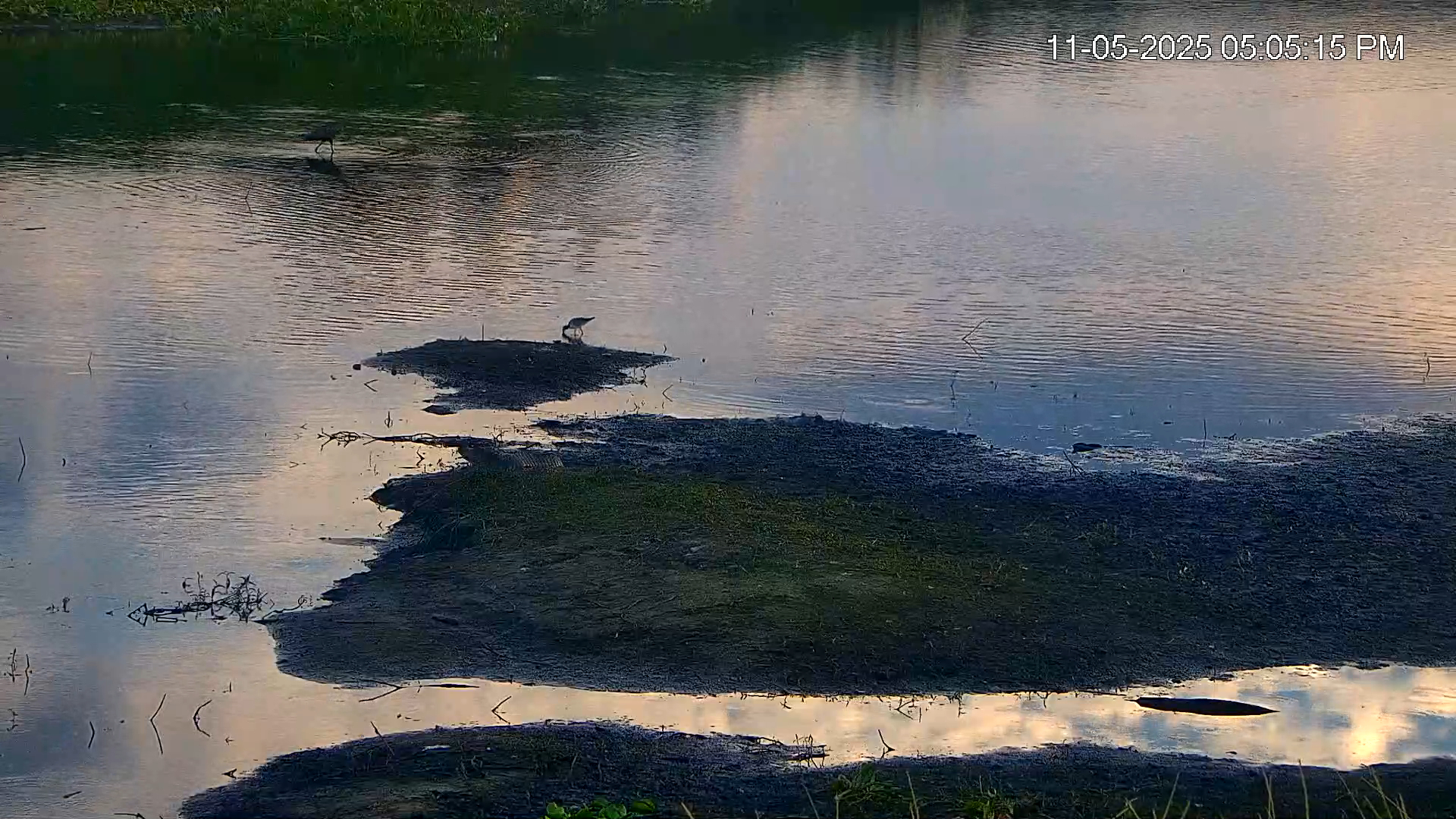 Snapshot of Southwest Florida River Wildlife Live Cams taken Nov 5, 2025, 5:06pm EST