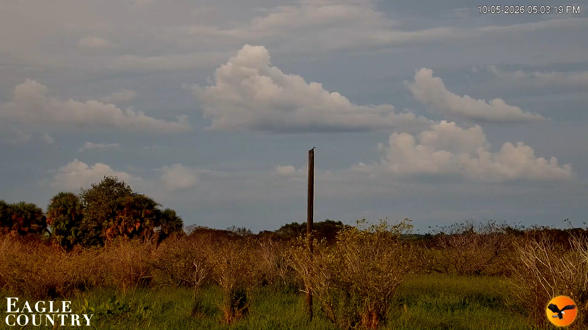 Snapshot of Southwest Florida River Wildlife Live Cams taken Oct 5, 2026, 5:03pm EDT