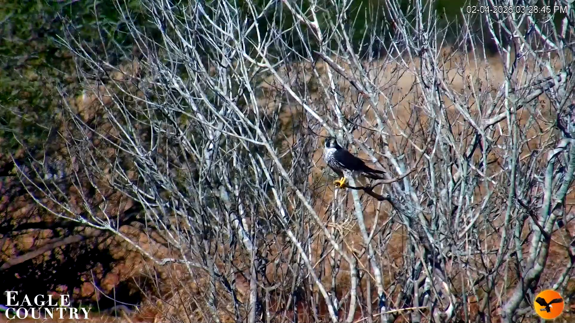 Snapshot of Southwest Florida River Wildlife Live Cams taken Feb 4, 2026, 9:09pm EST