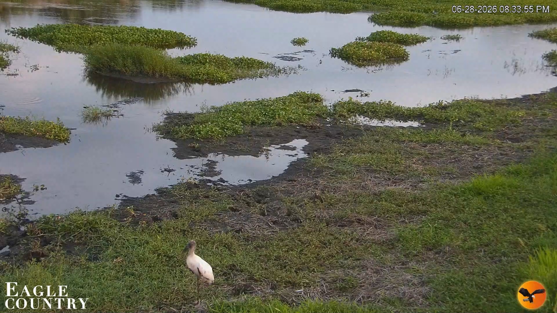 Snapshot of Southwest Florida River Wildlife Live Cams taken Jun 28, 2026, 8:34pm EDT