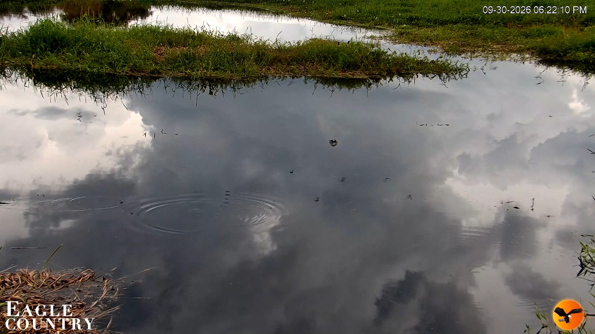 Snapshot of Southwest Florida River Wildlife Live Cams taken Sep 30, 2026, 6:22pm EDT