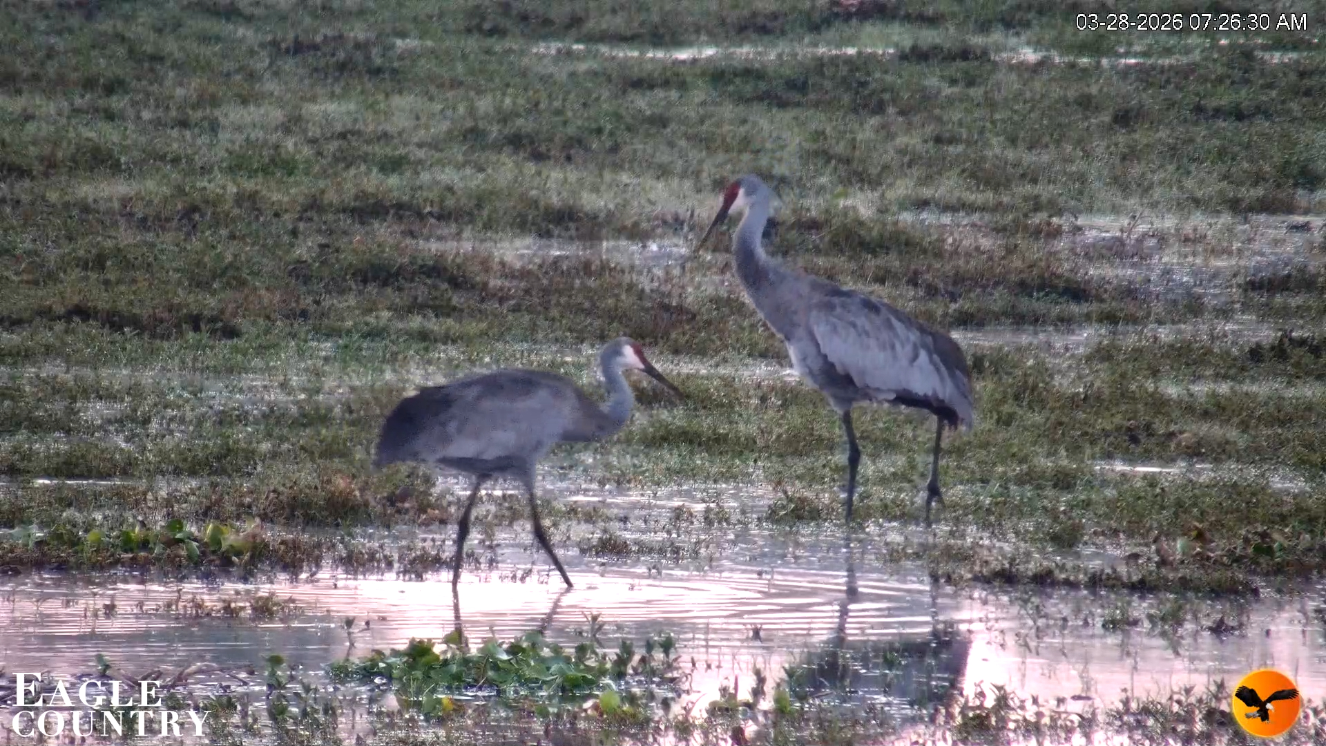 Snapshot of Southwest Florida River Wildlife Live Cams taken Mar 28, 2026, 7:41am EDT