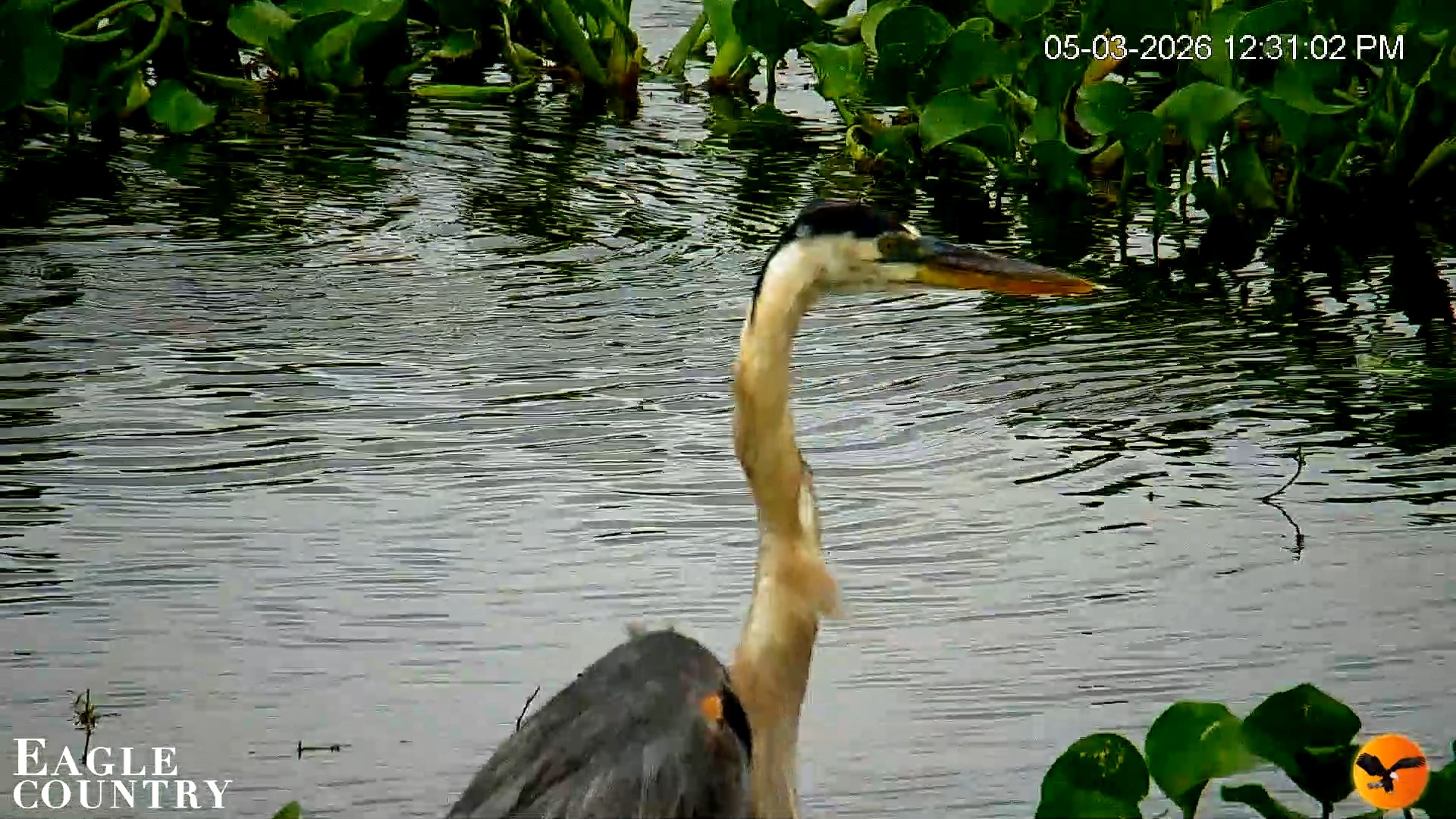 Snapshot of Southwest Florida River Wildlife Live Cams taken May 3, 2026, 12:32pm EDT