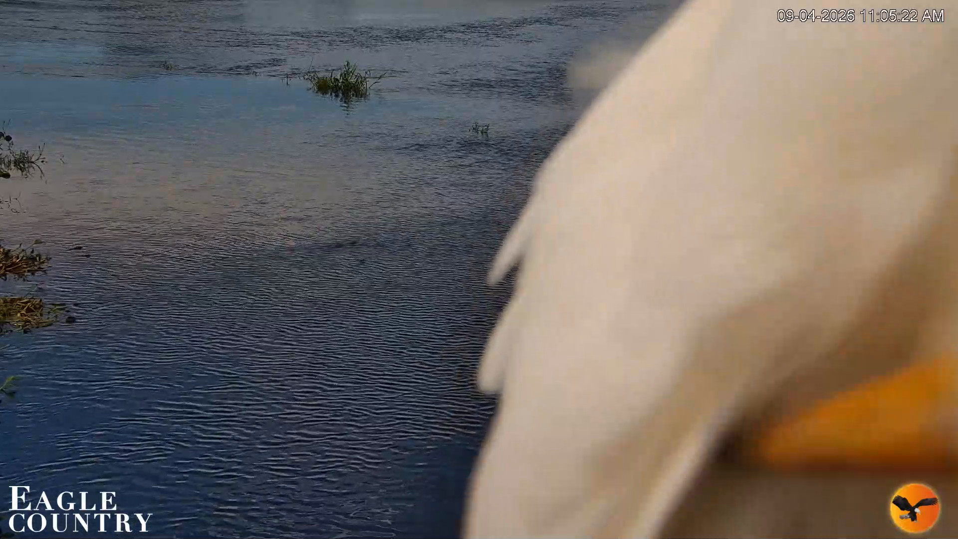 Snapshot of Southwest Florida River Wildlife Live Cams taken Sep 4, 2026, 11:05am EDT