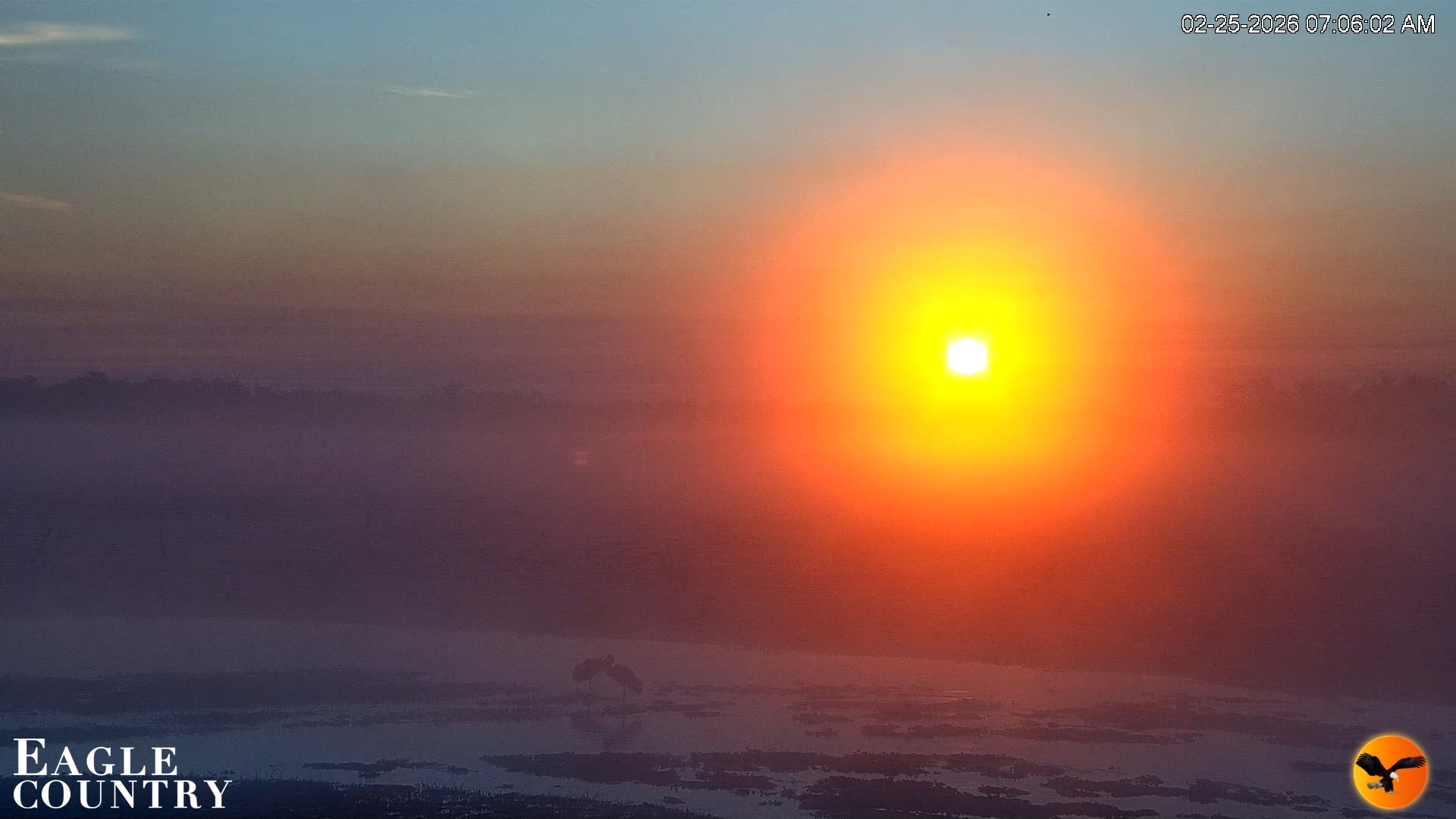 Snapshot of Southwest Florida River Wildlife Live Cams taken Feb 25, 2026, 7:07am EST