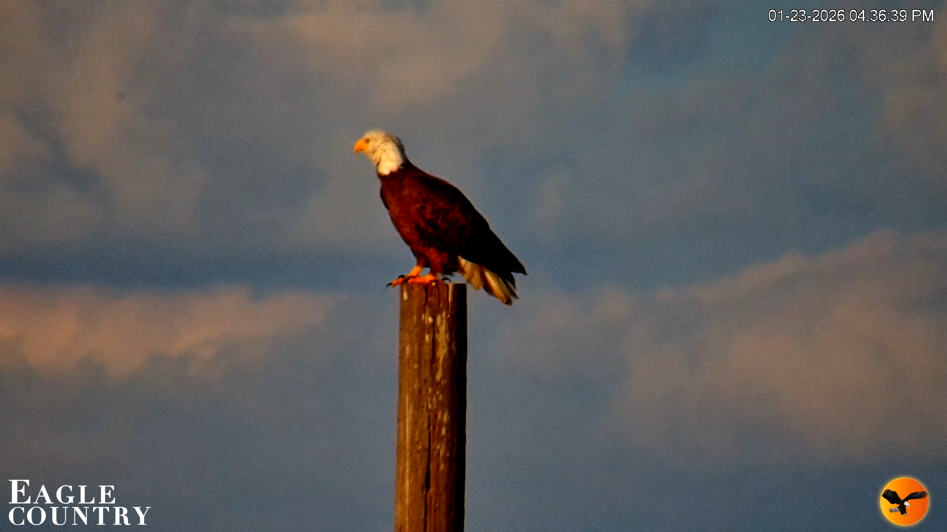 Snapshot of Southwest Florida River Wildlife Live Cams taken Jan 23, 2026, 4:37pm EST