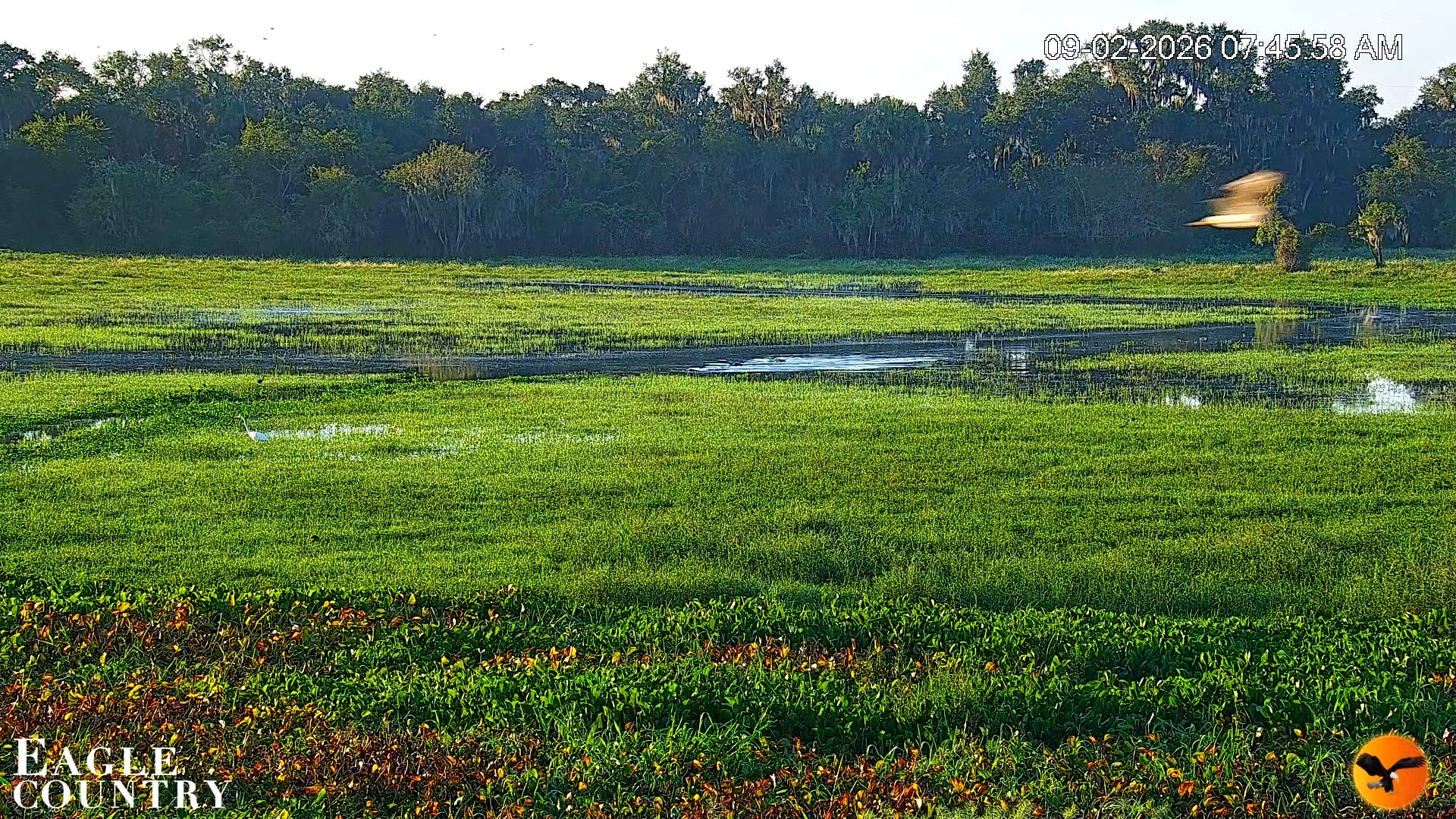 Snapshot of Southwest Florida River Wildlife Live Cams taken Sep 2, 2026, 7:58am EDT