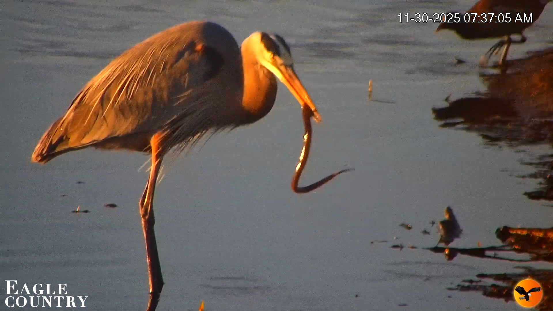Snapshot of Southwest Florida River Wildlife Live Cams taken Nov 30, 2025, 8:29am EST