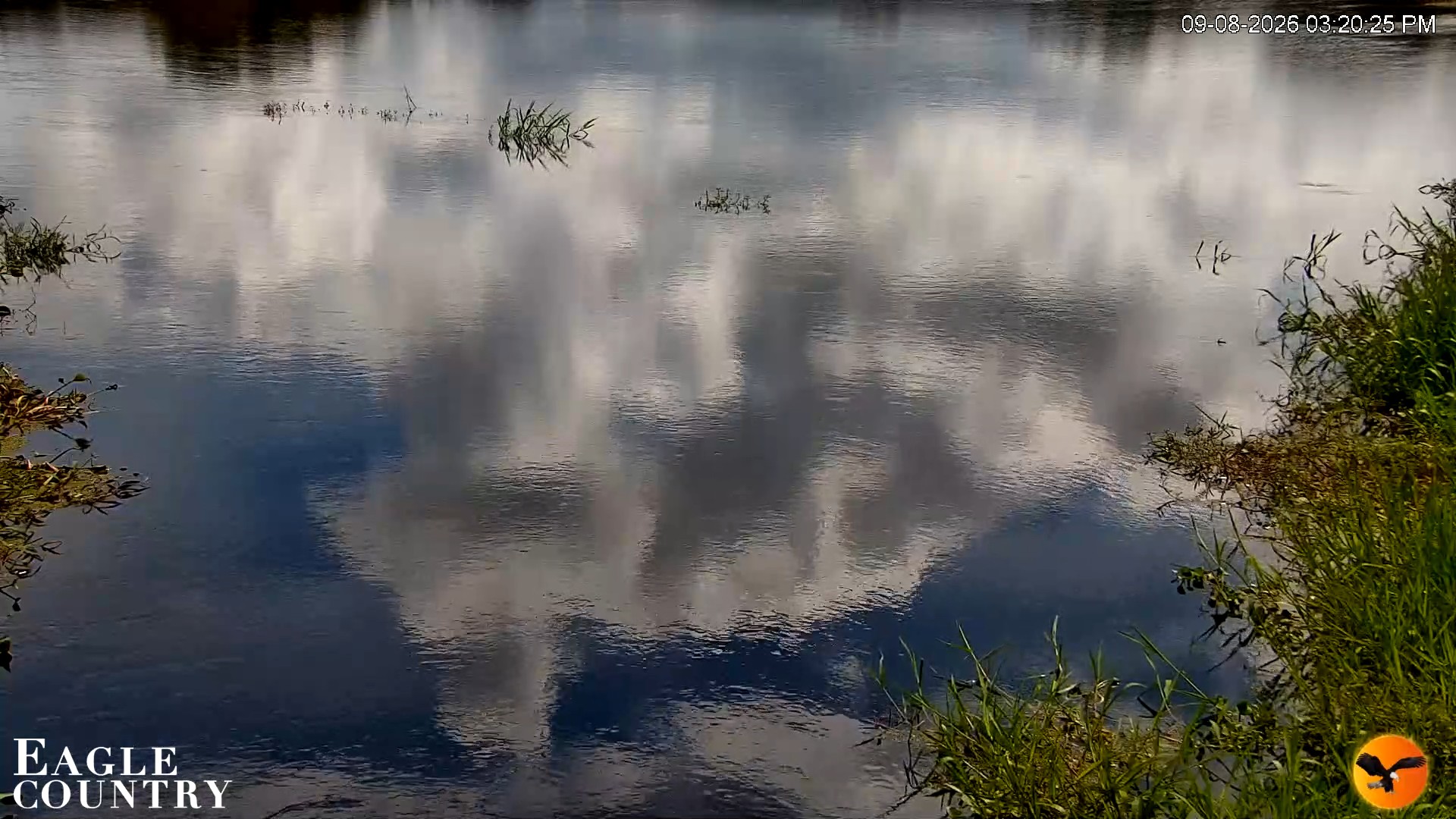 Snapshot of Southwest Florida River Wildlife Live Cams taken Sep 8, 2026, 3:20pm EDT