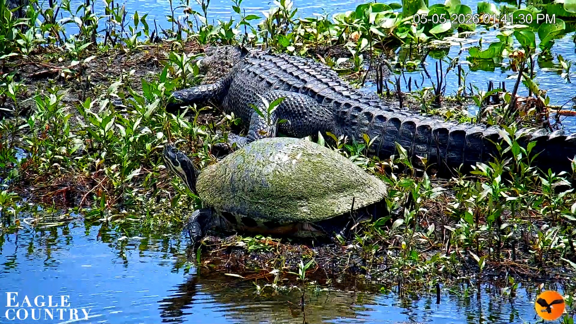 Snapshot of Southwest Florida River Wildlife Live Cams taken May 5, 2026, 1:42pm EDT